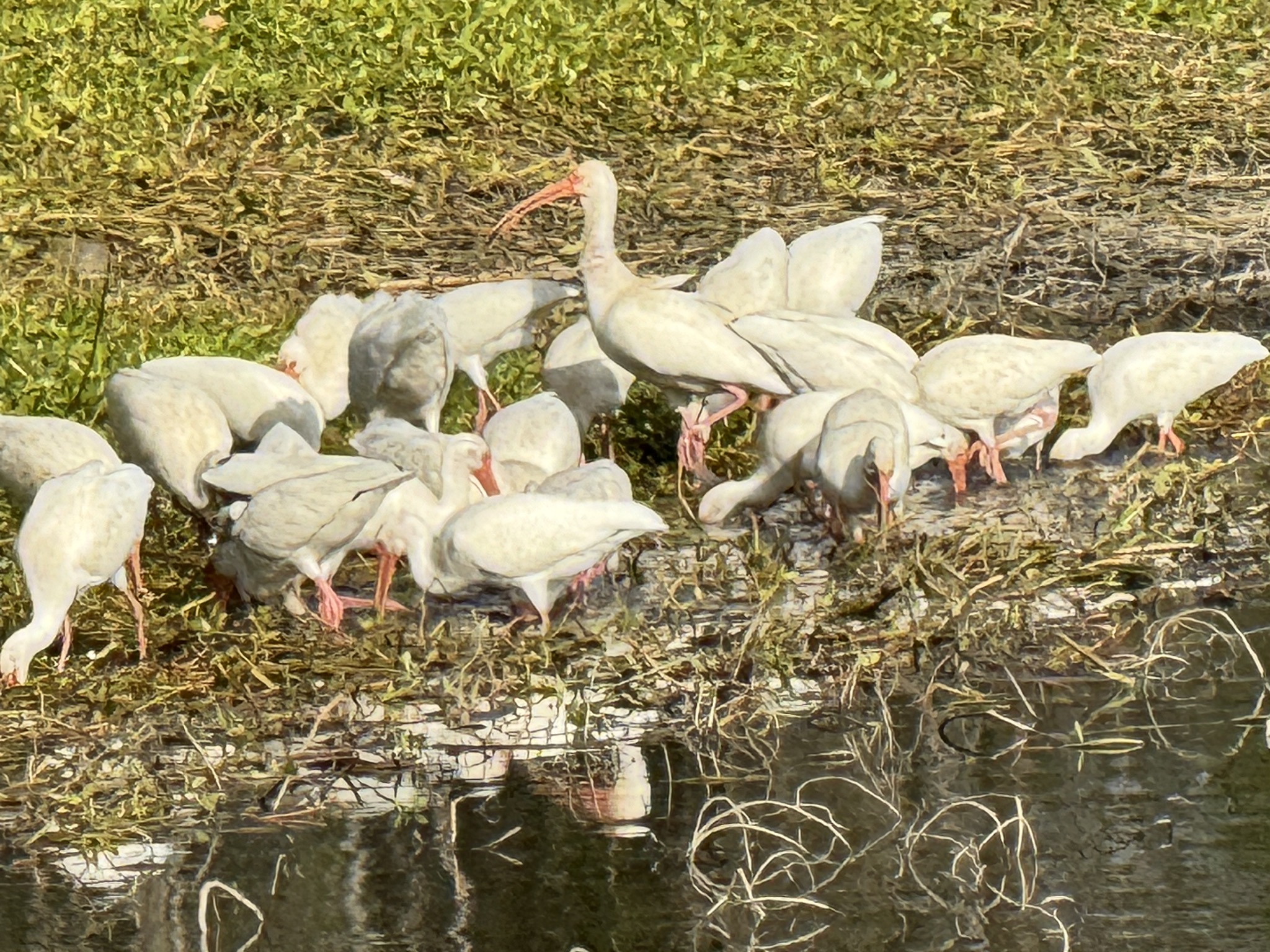 Birds