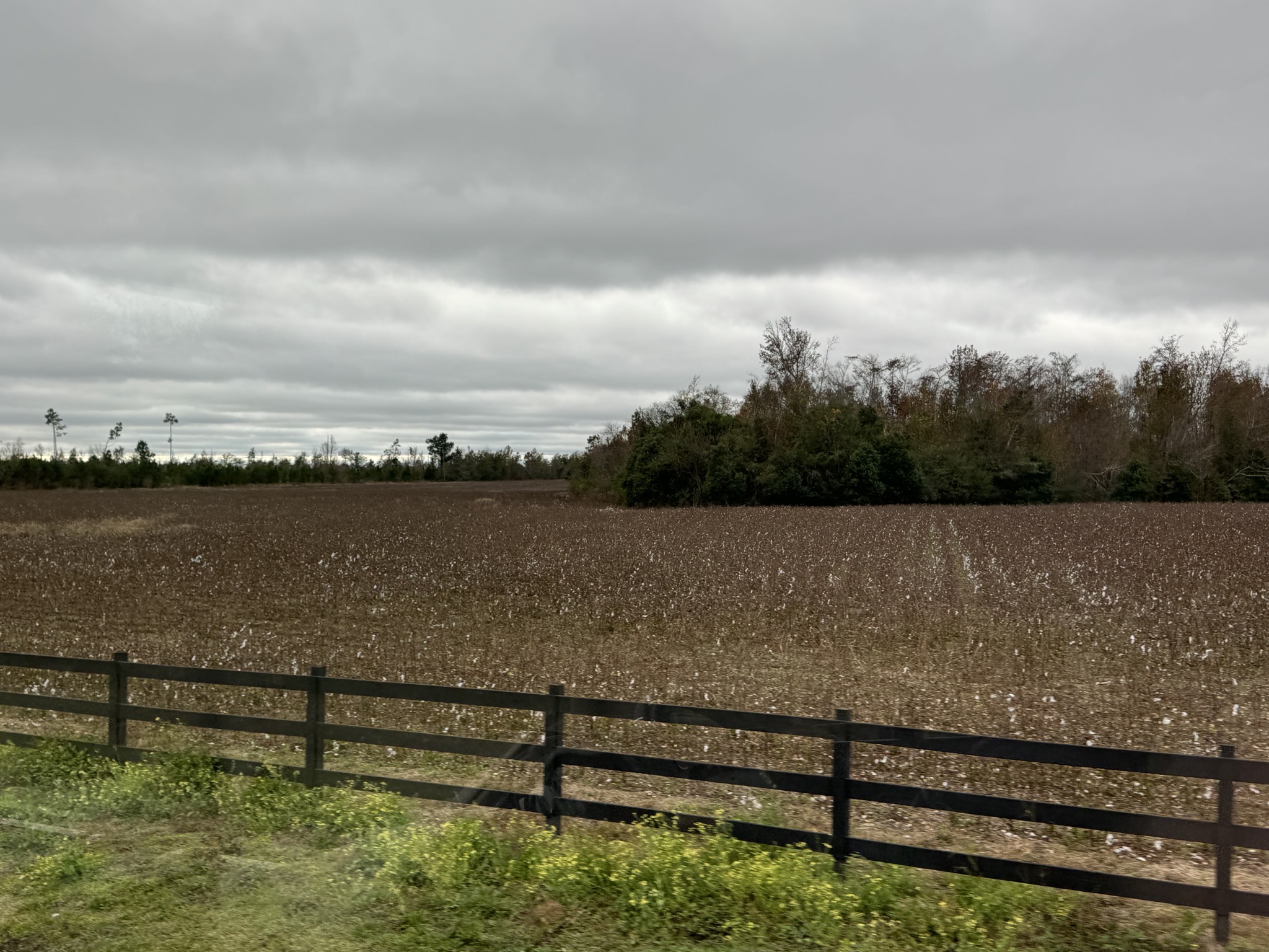 Cotton field