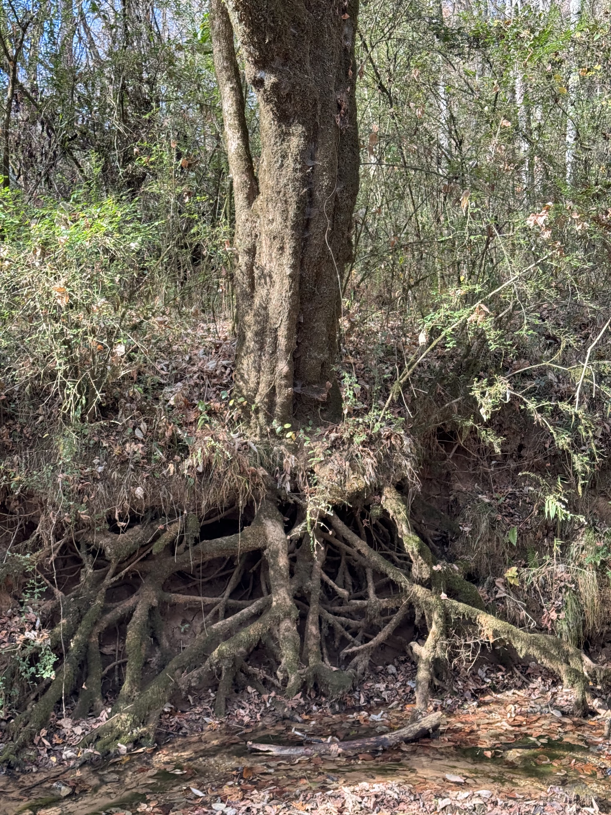 Buzzard Roost Spring