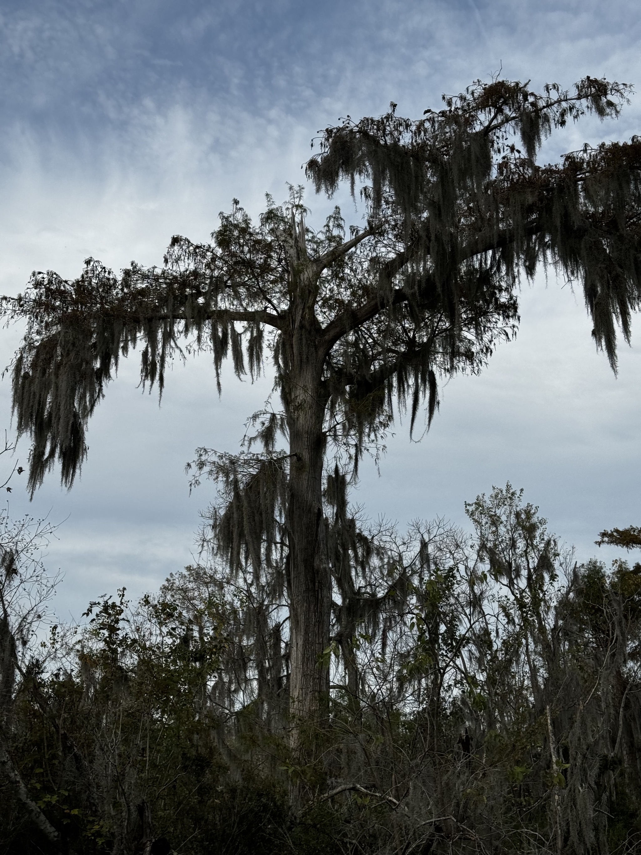 Swamp