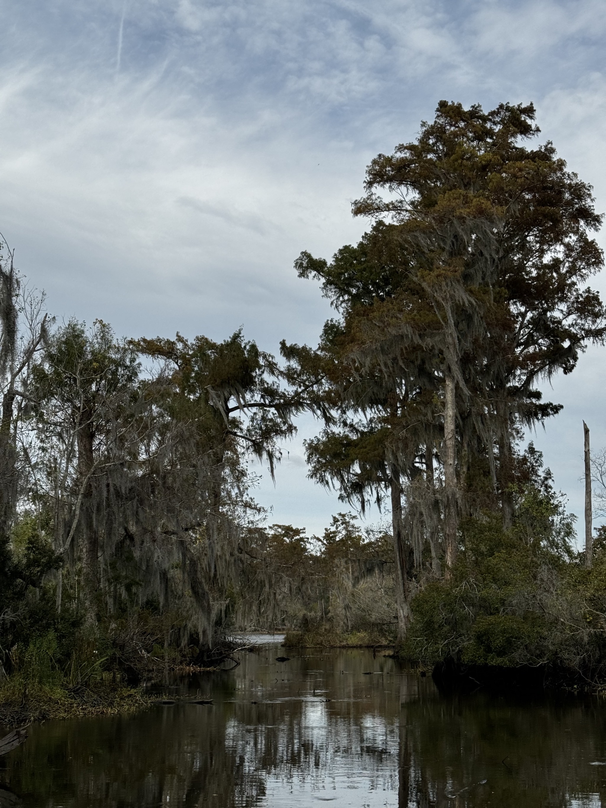 Swamp