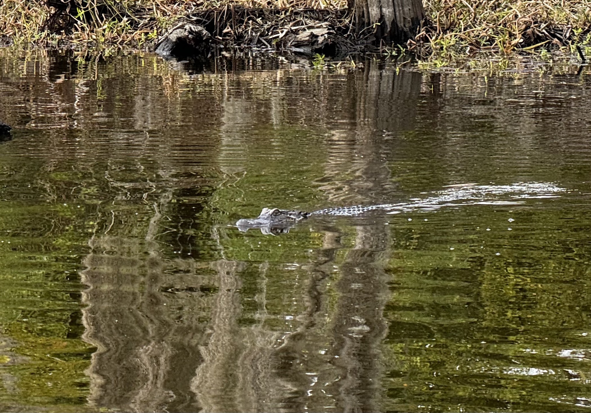 Alligator