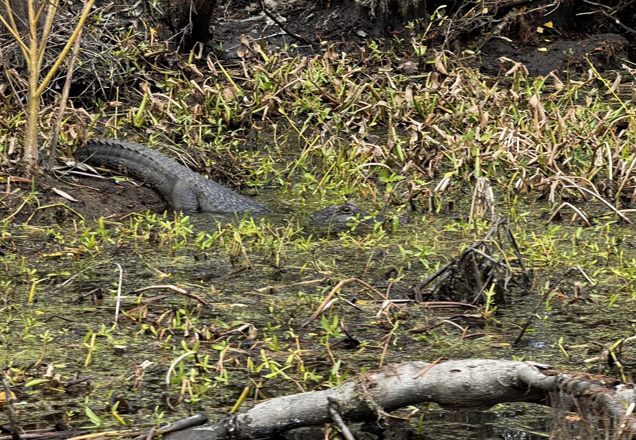 Alligator