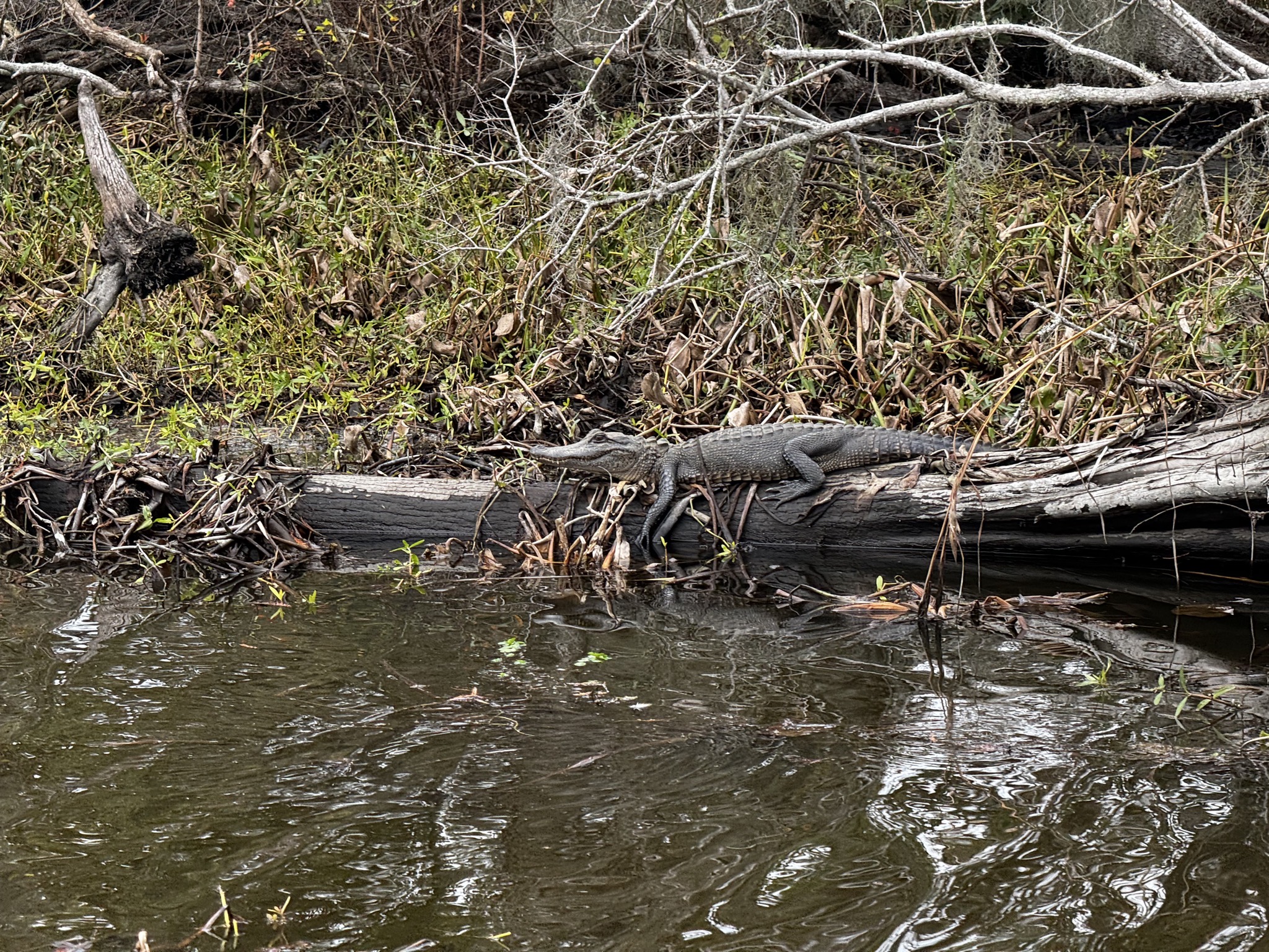 Alligator