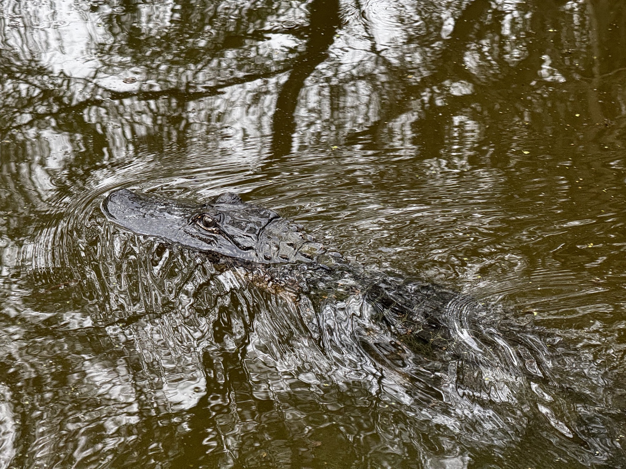 Alligator