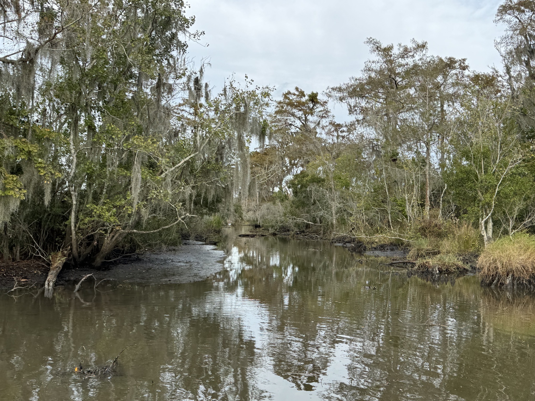 Swamp