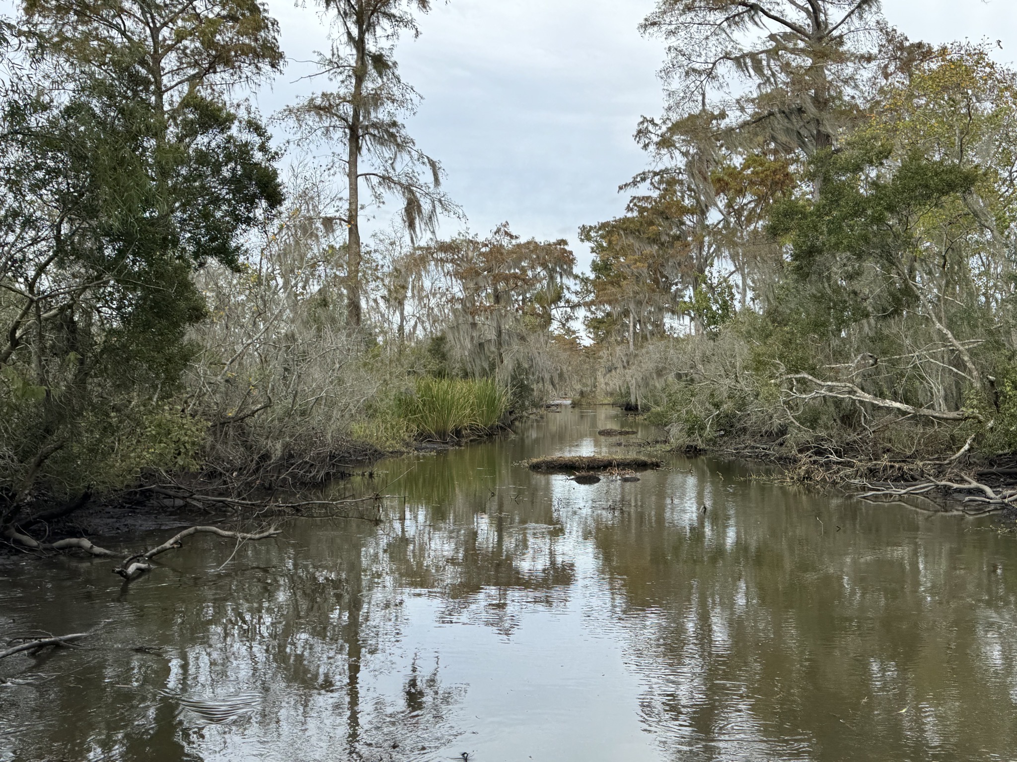 Swamp