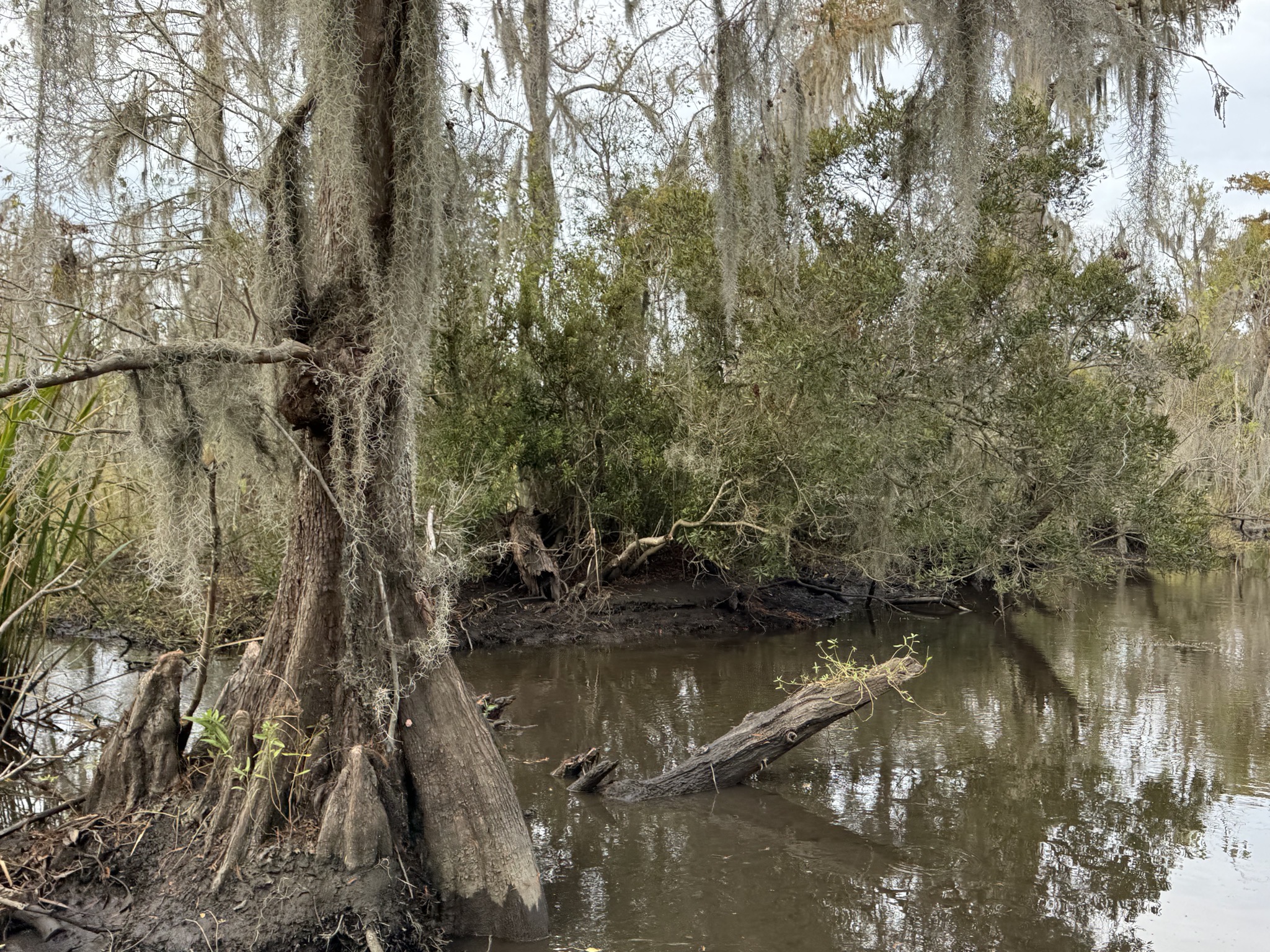 Swamp
