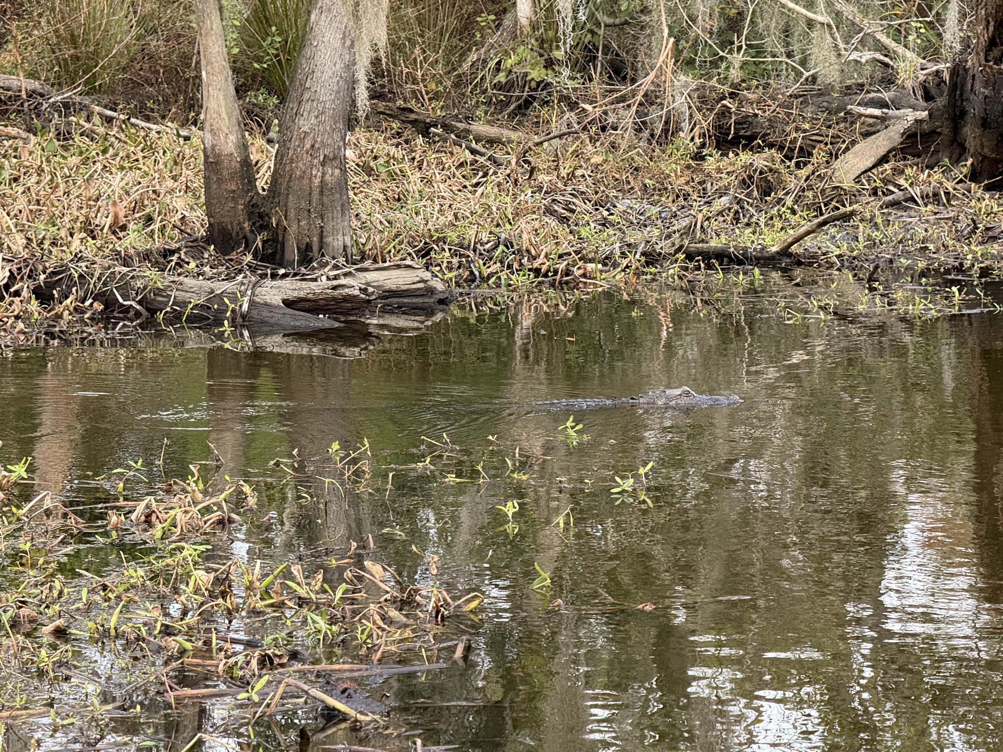 Alligator