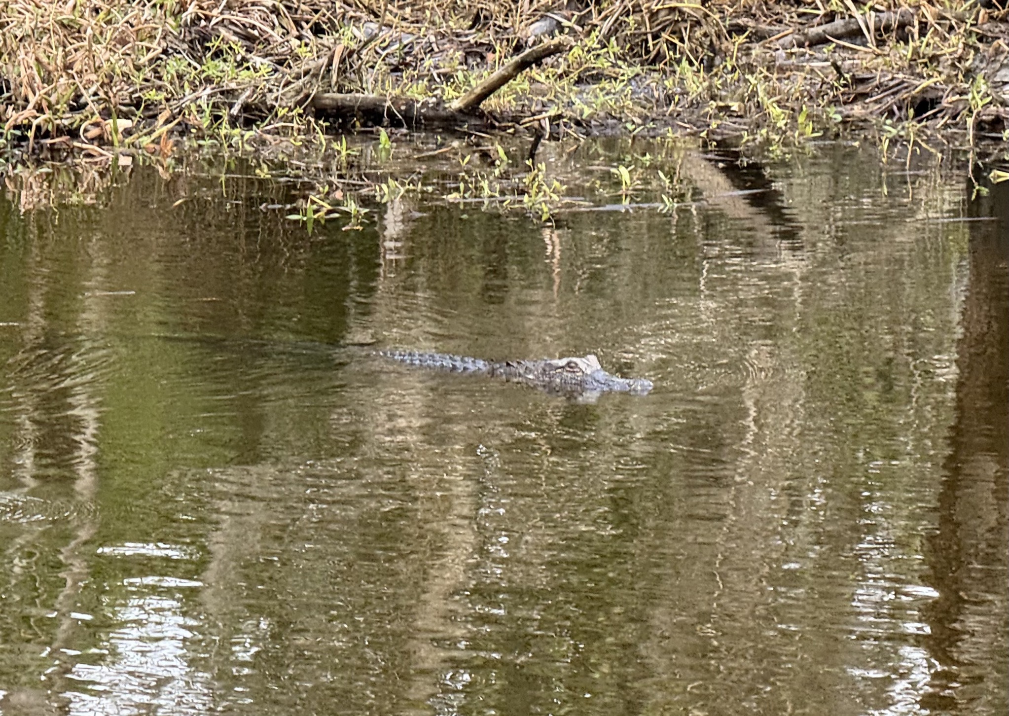 Alligator