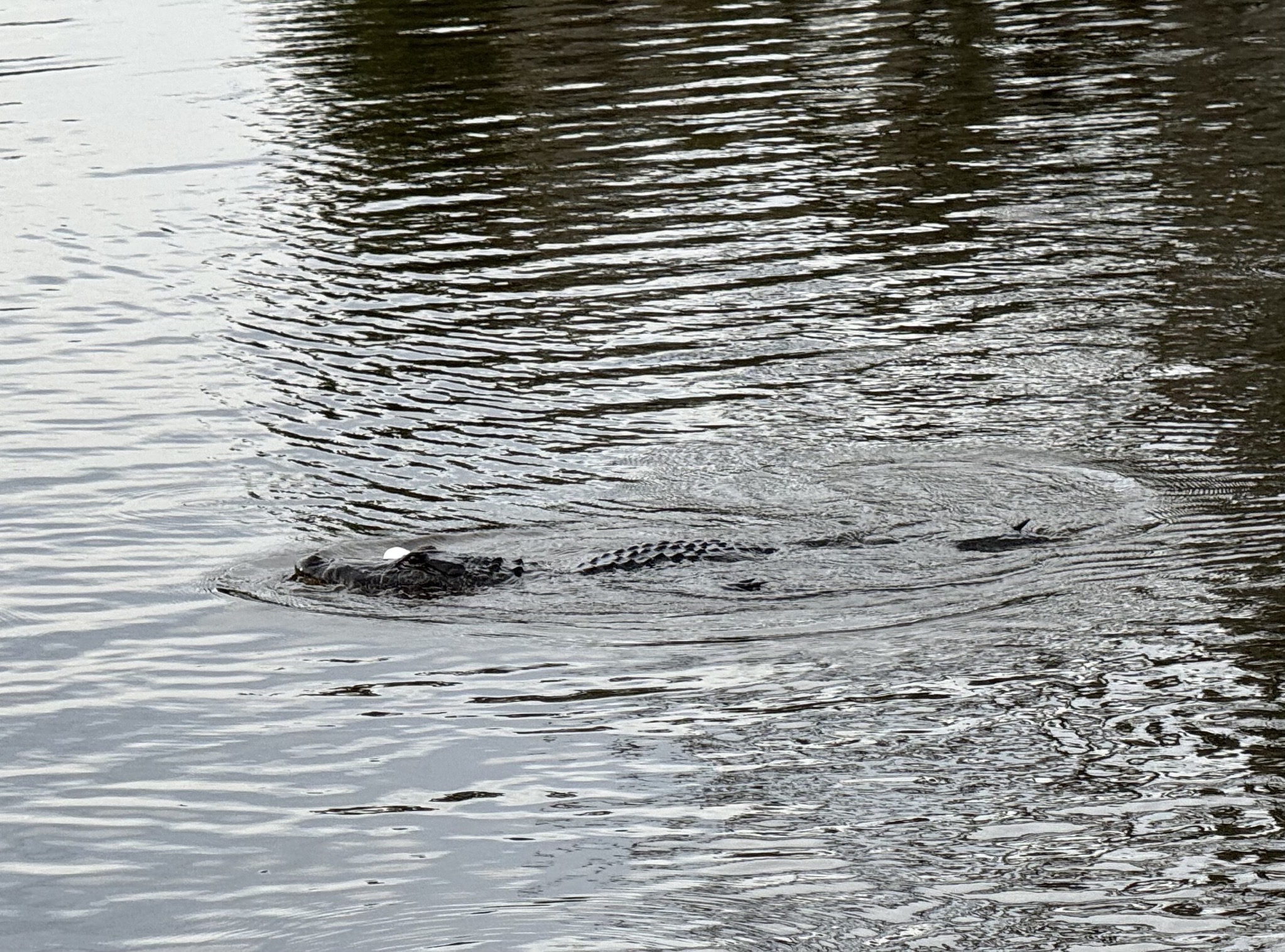 Alligator