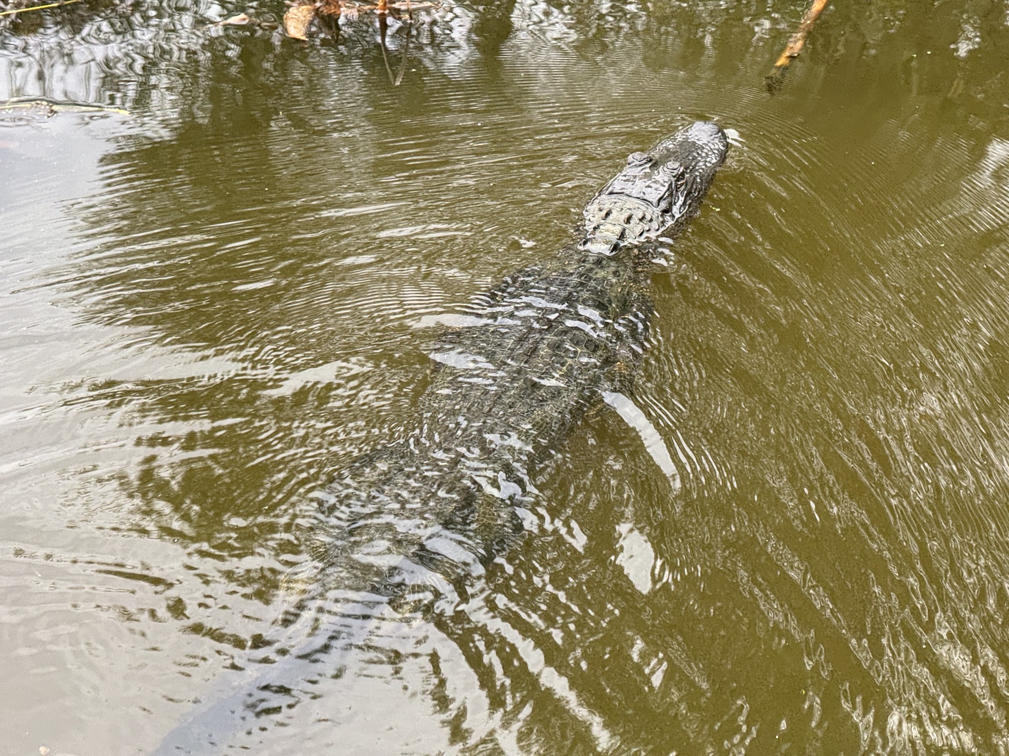 Alligator