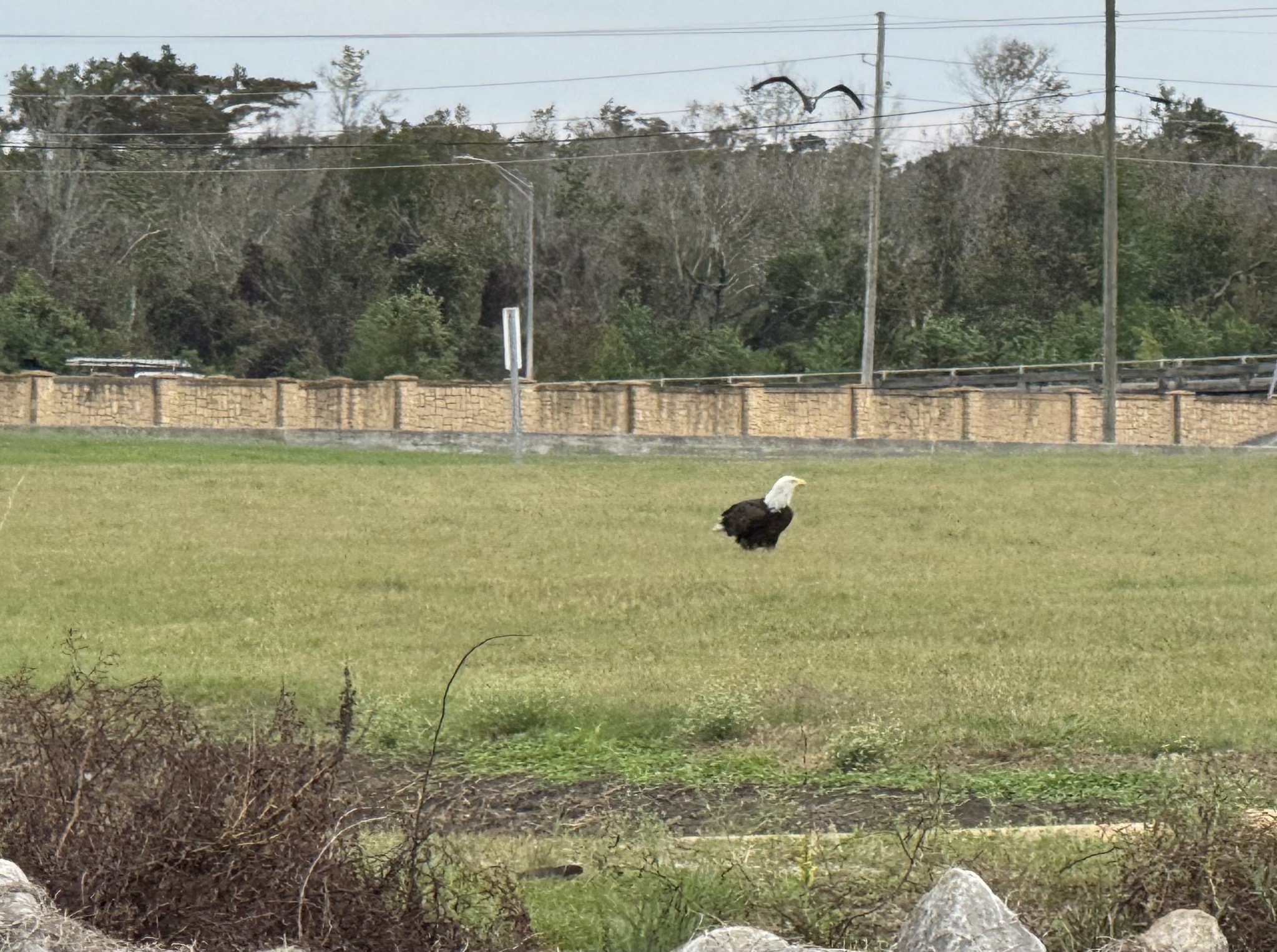 Bald eagle