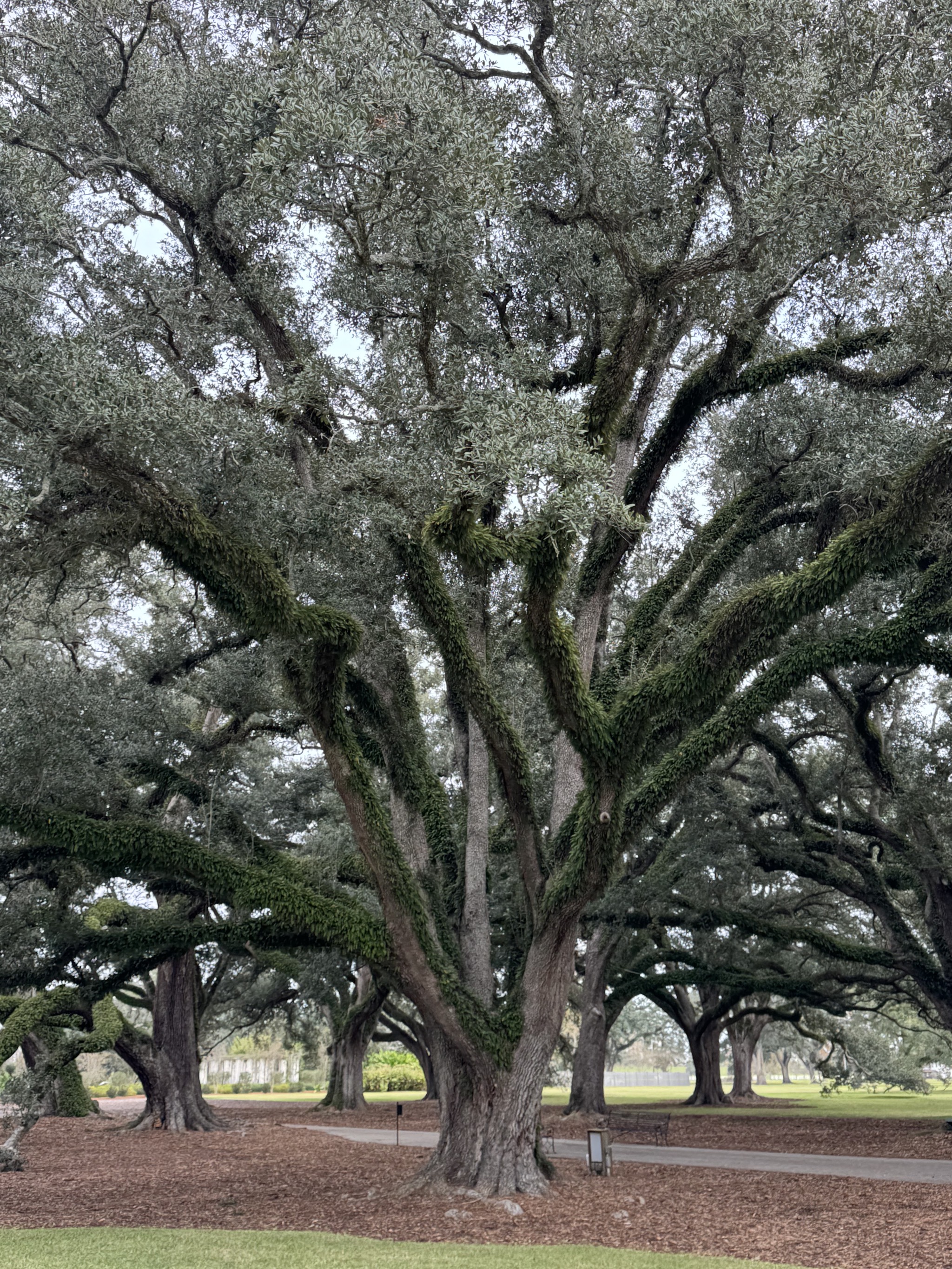 Trees
