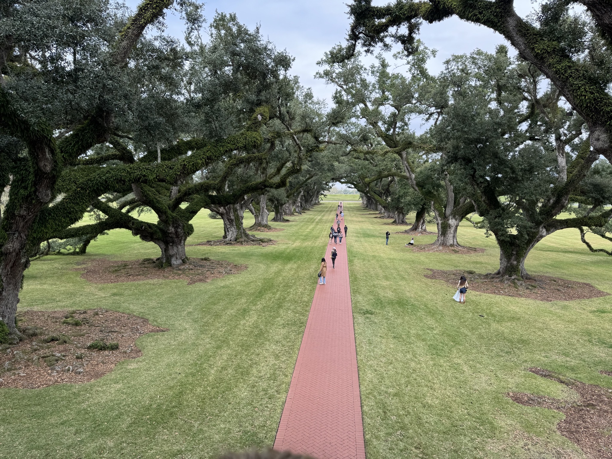 Oak trees