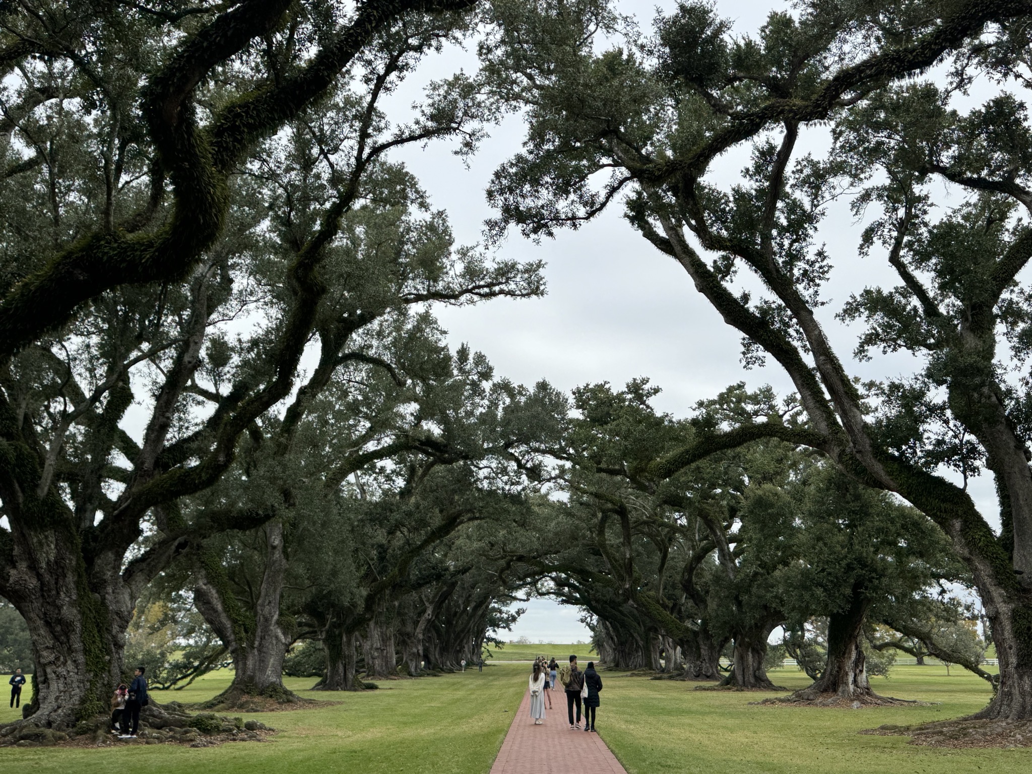 Oak trees