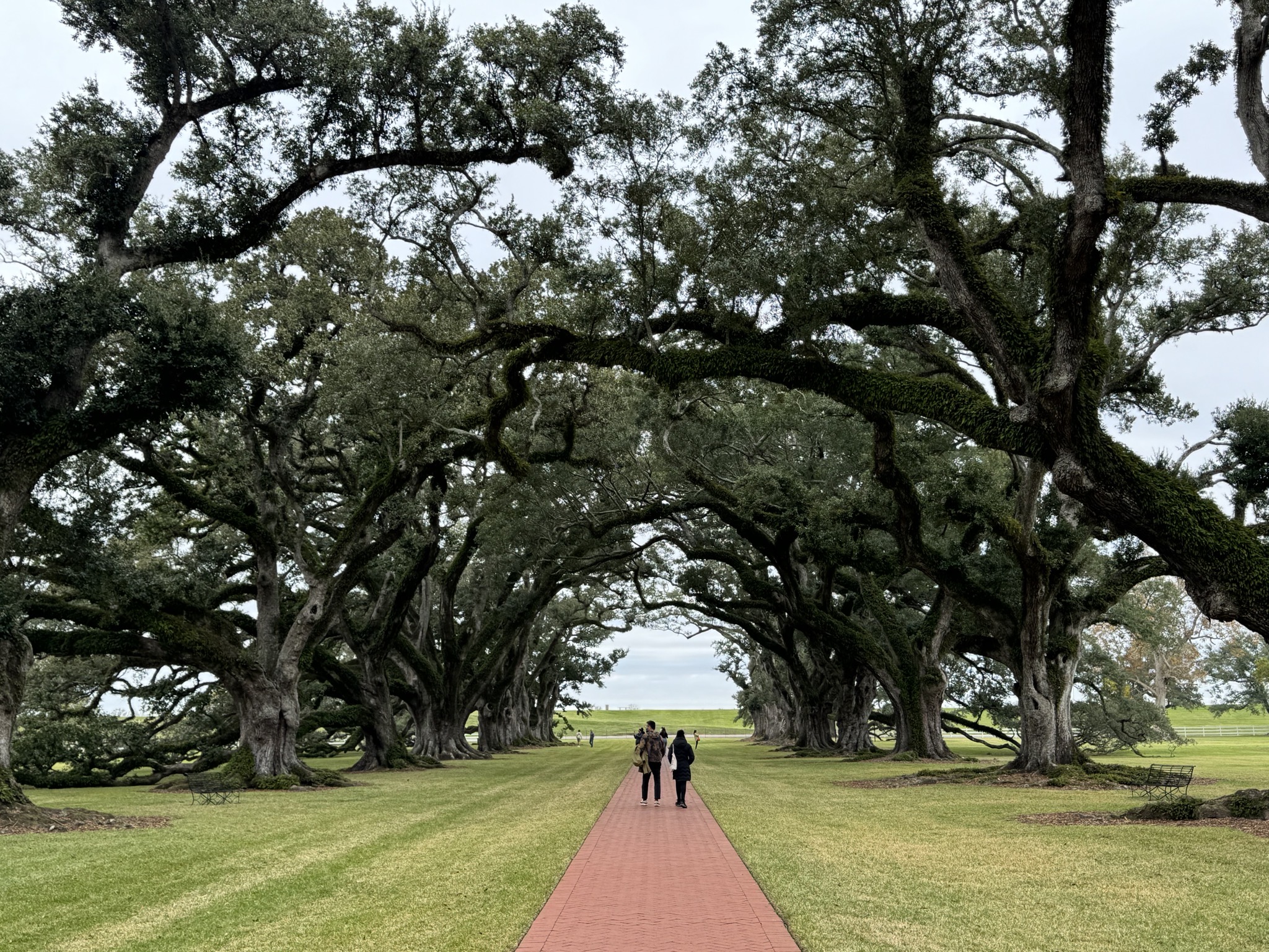 Oak trees