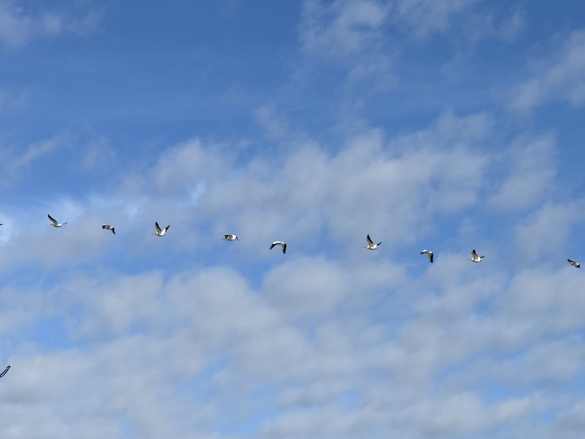 Birds