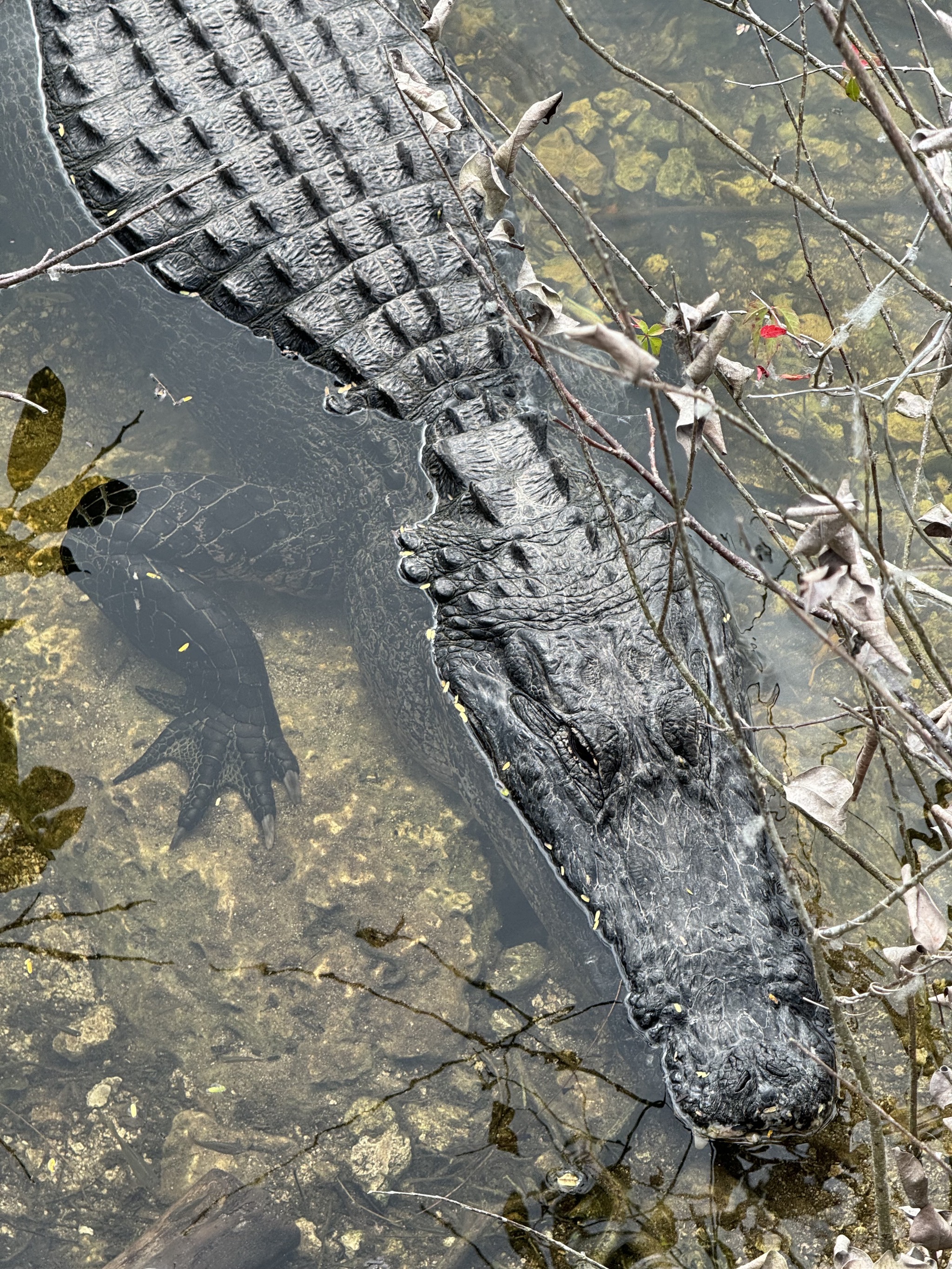 Alligator