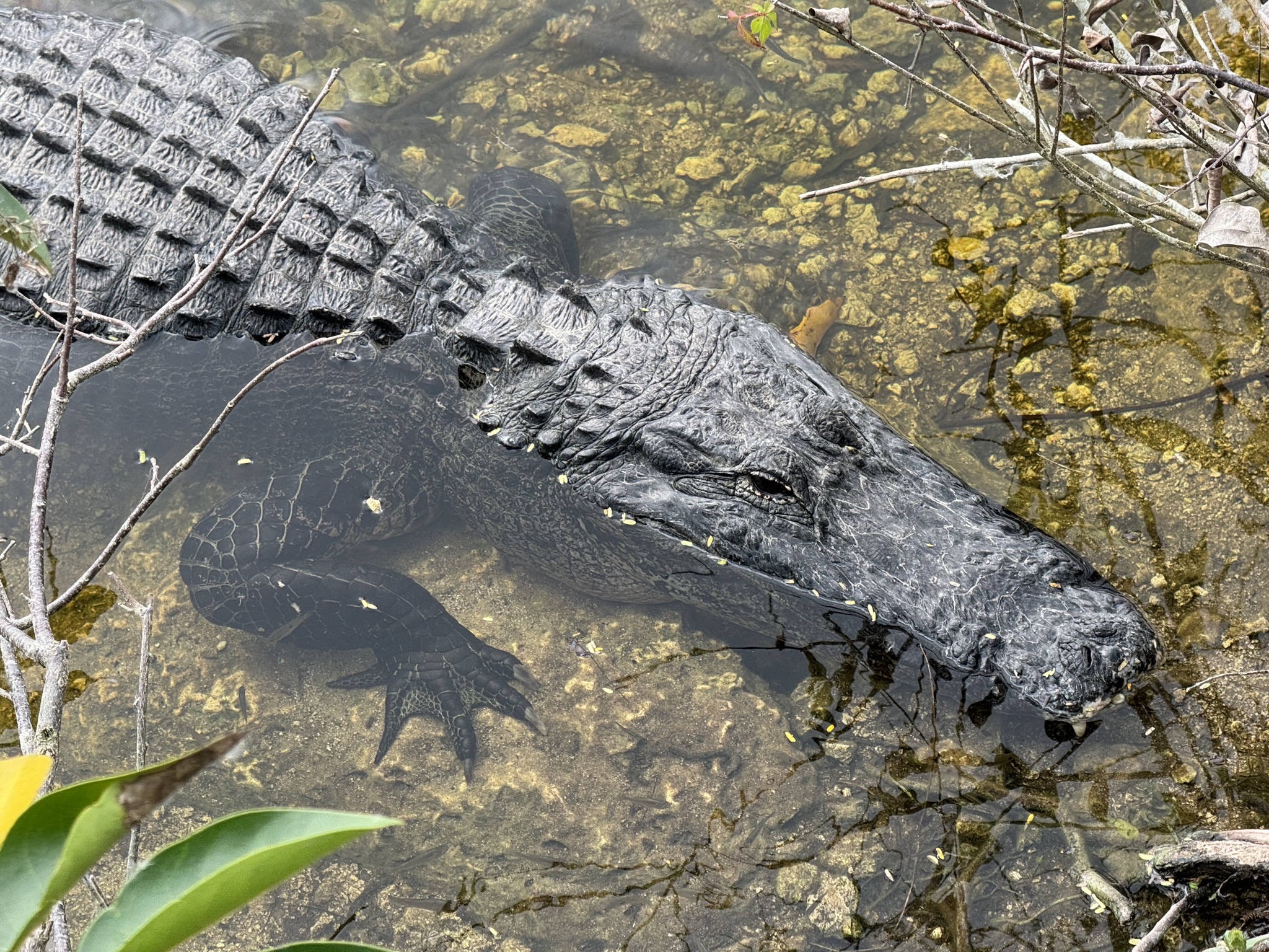 Alligator
