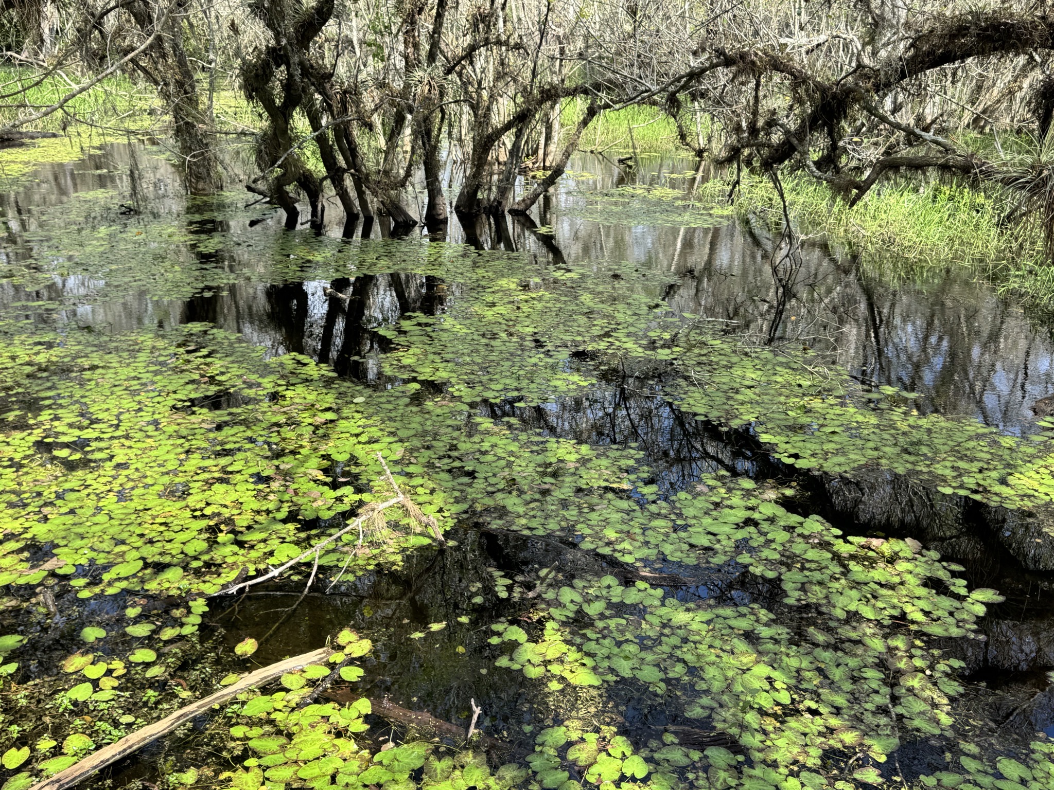 Swamp