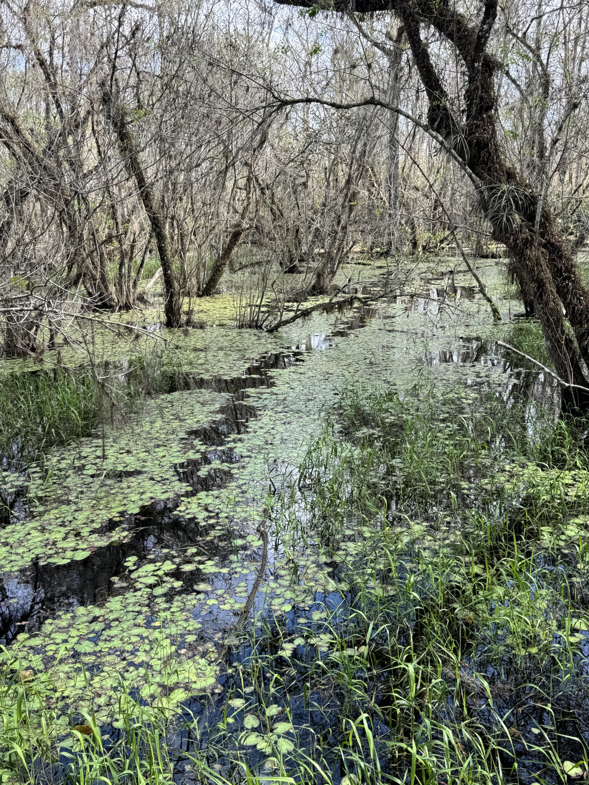 Swamp