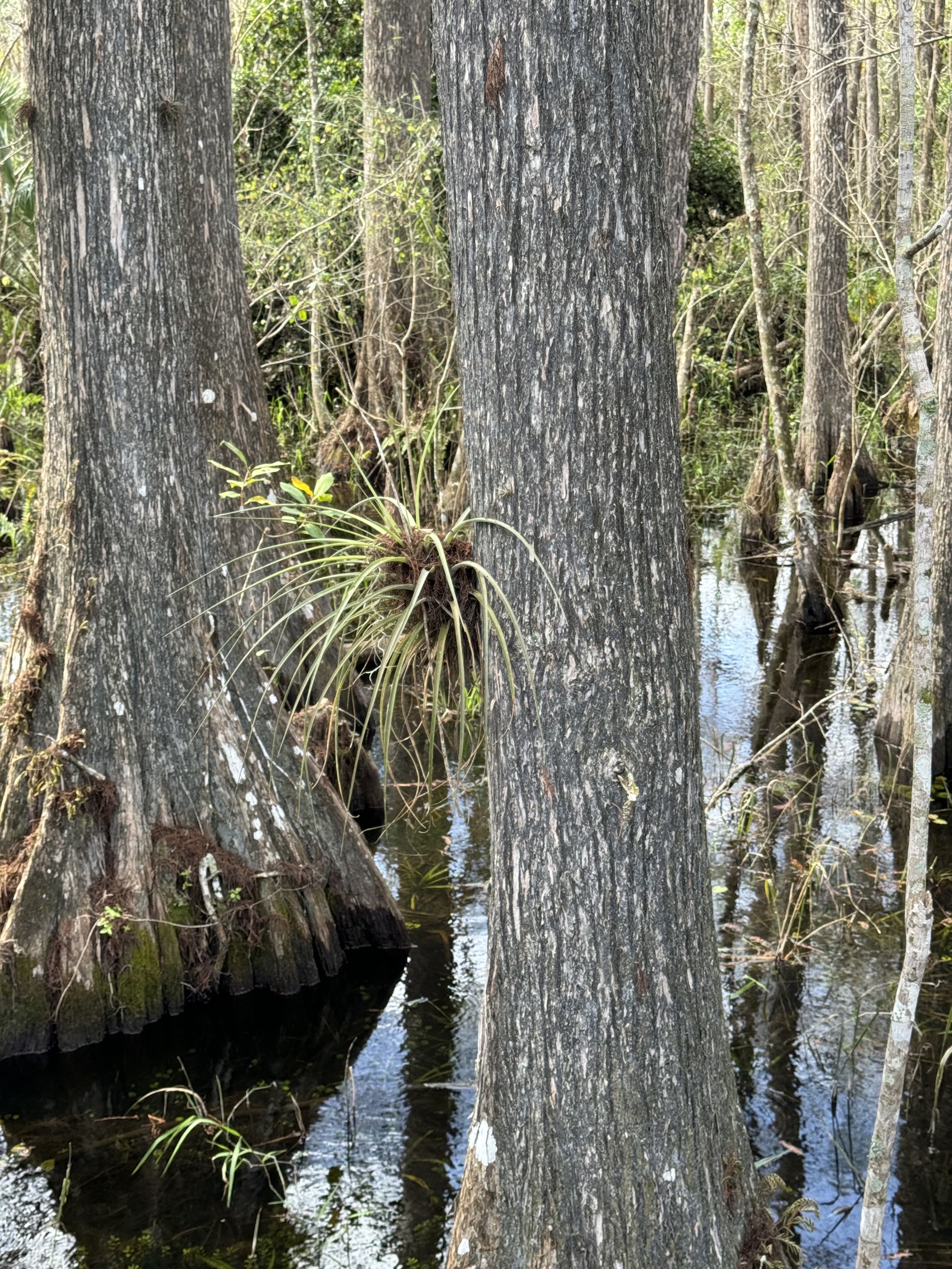 Swamp