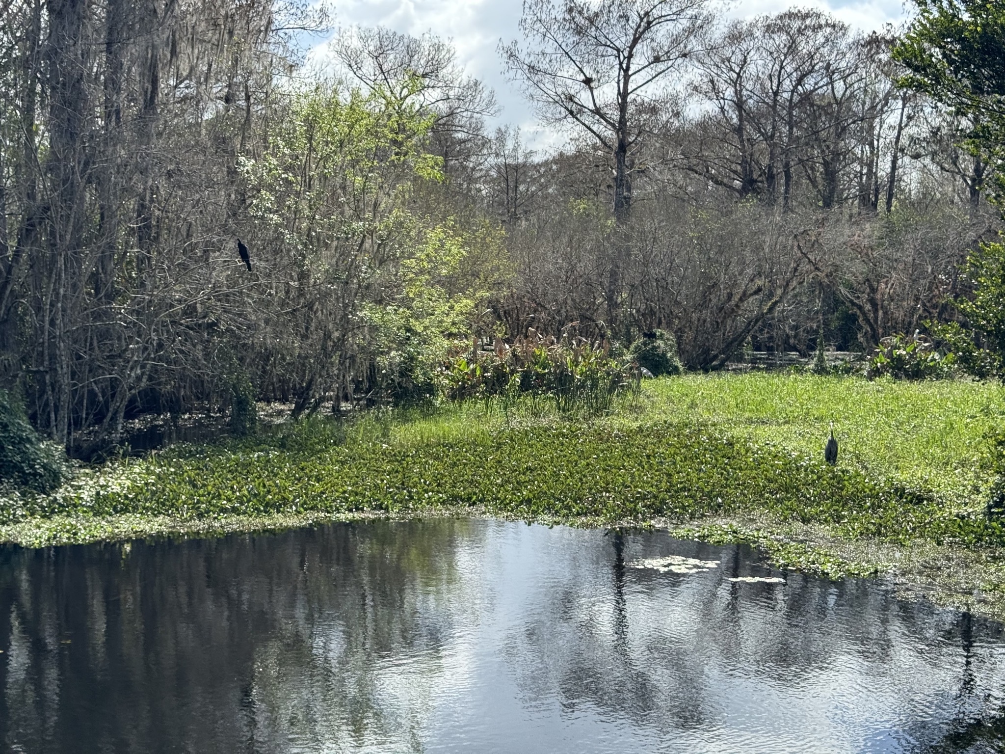Swamp