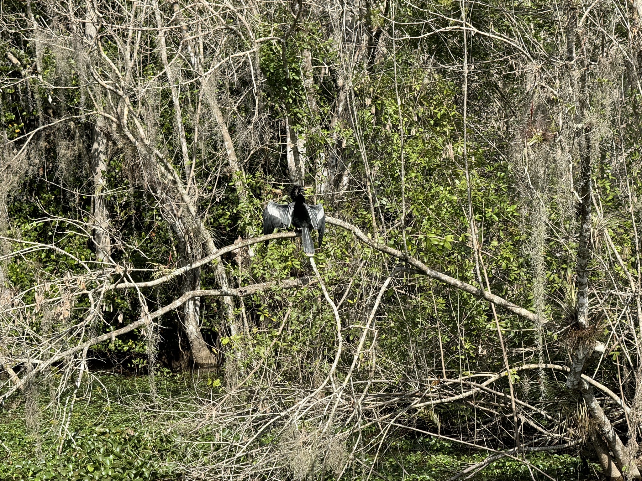 Swamp