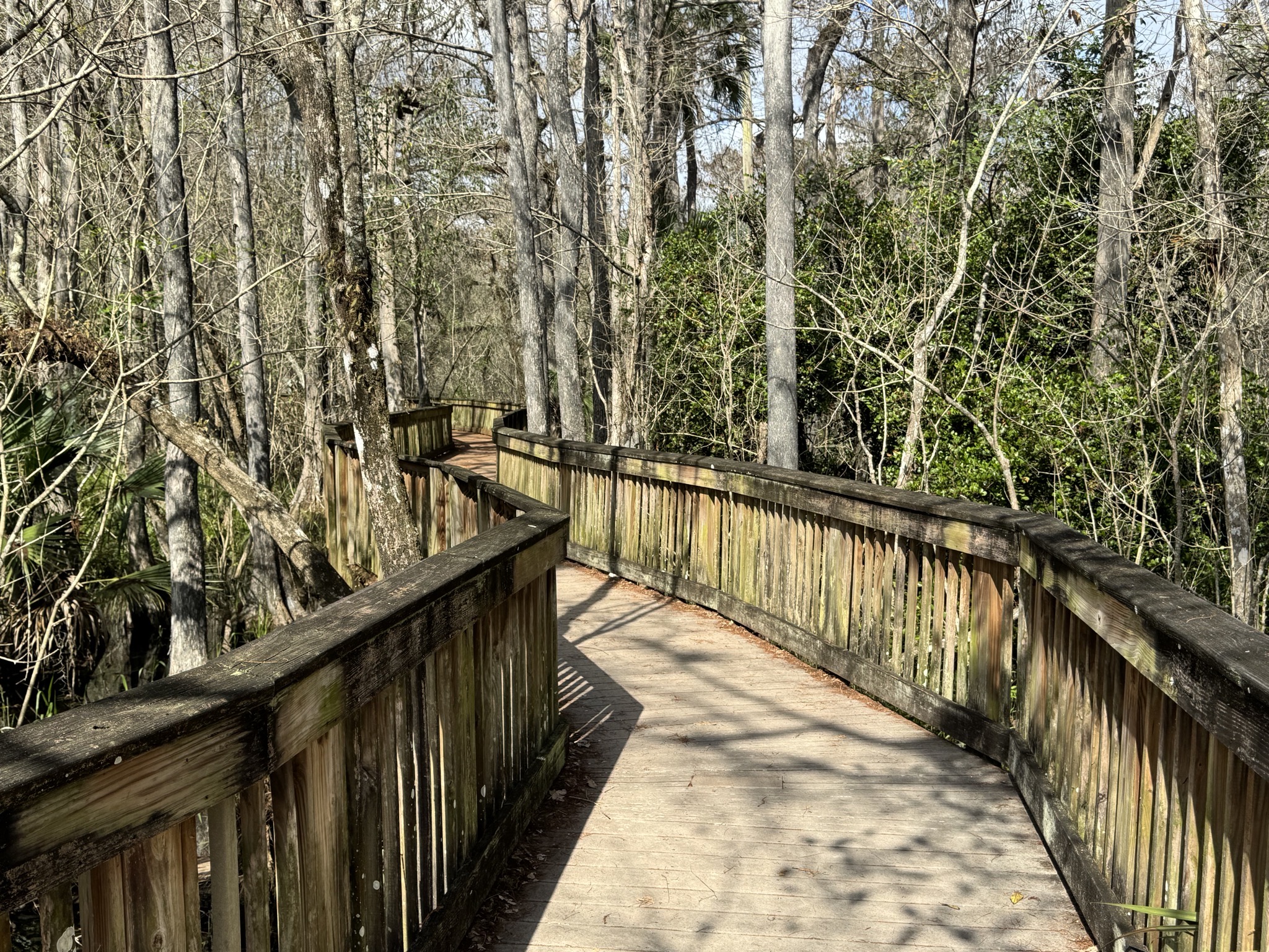 Swamp