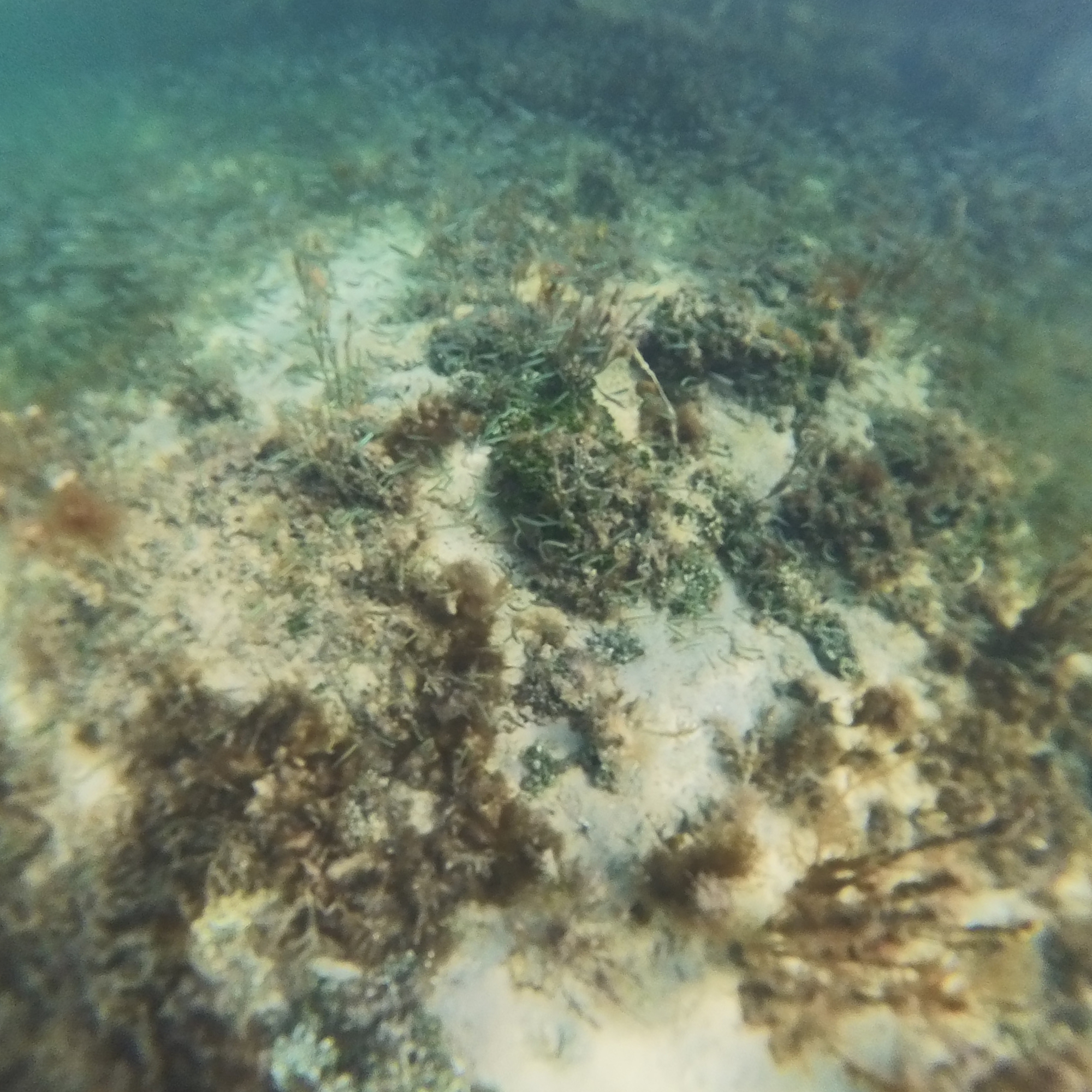 Snorkeling