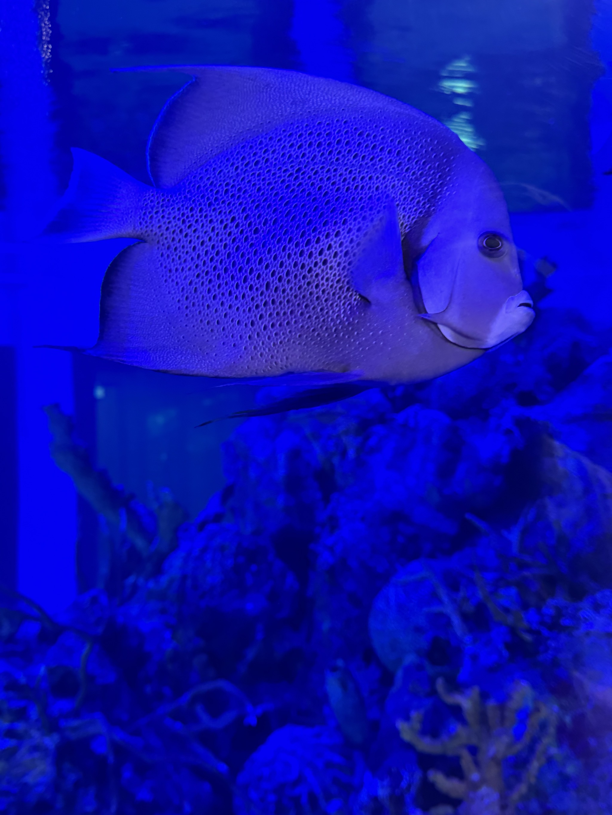Visitor center aquarium