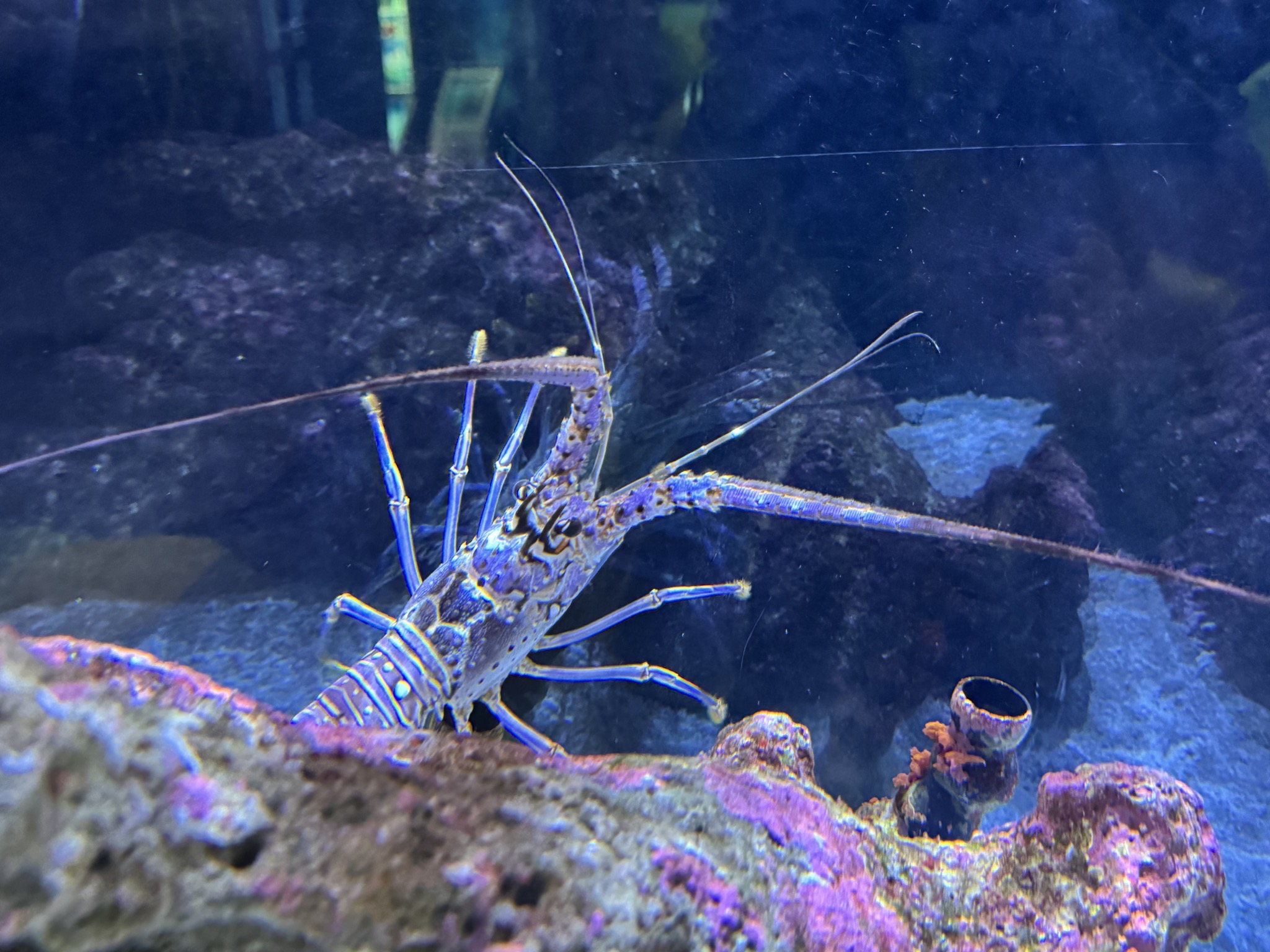 Visitor center aquarium