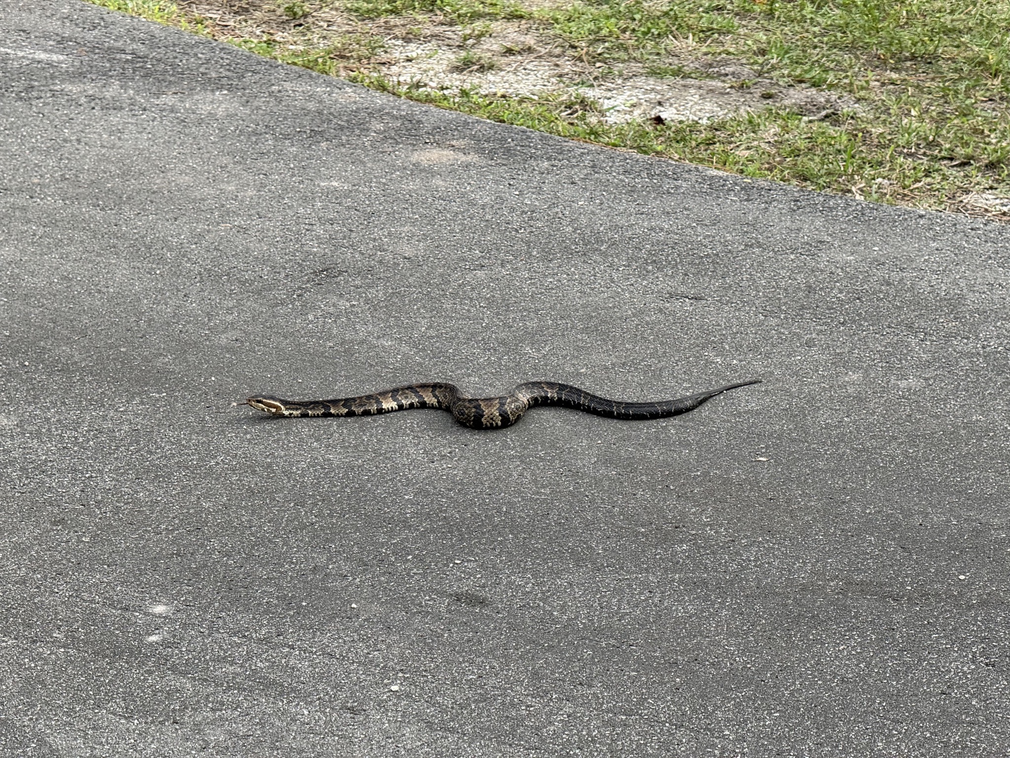 Snake