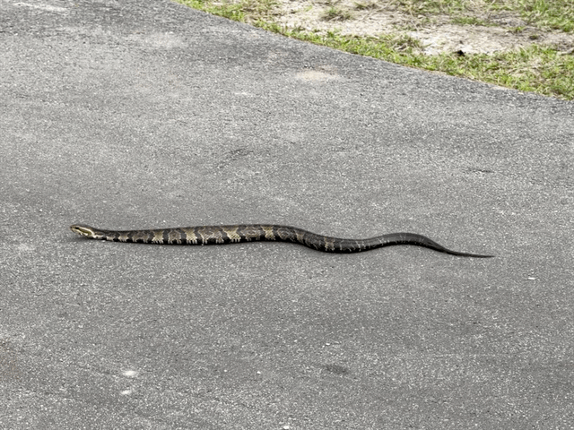 Snake