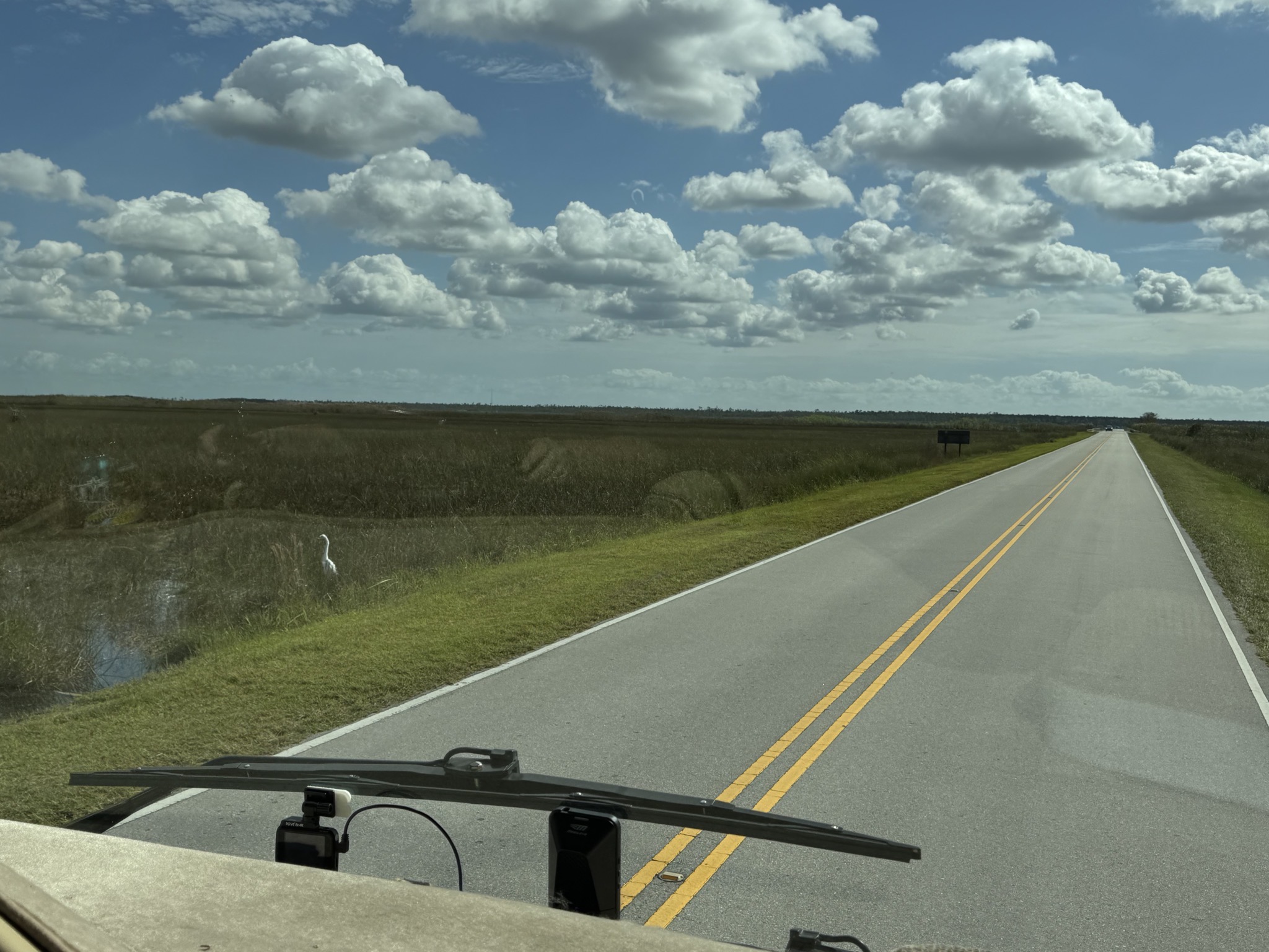 Bird in Everglades