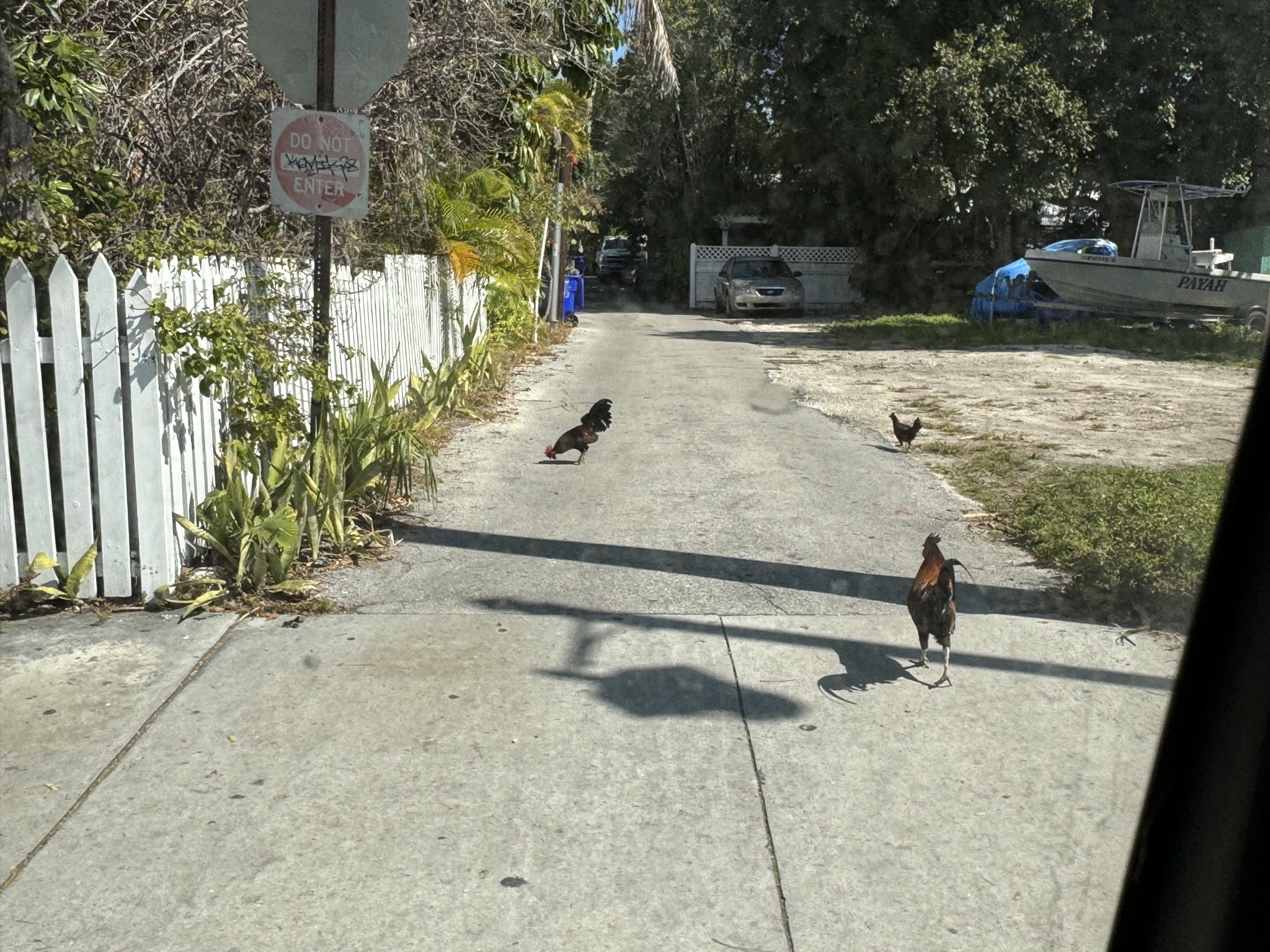 Chickens