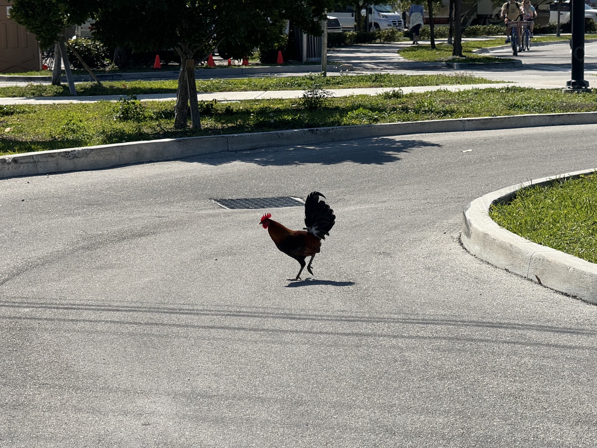 Rooster