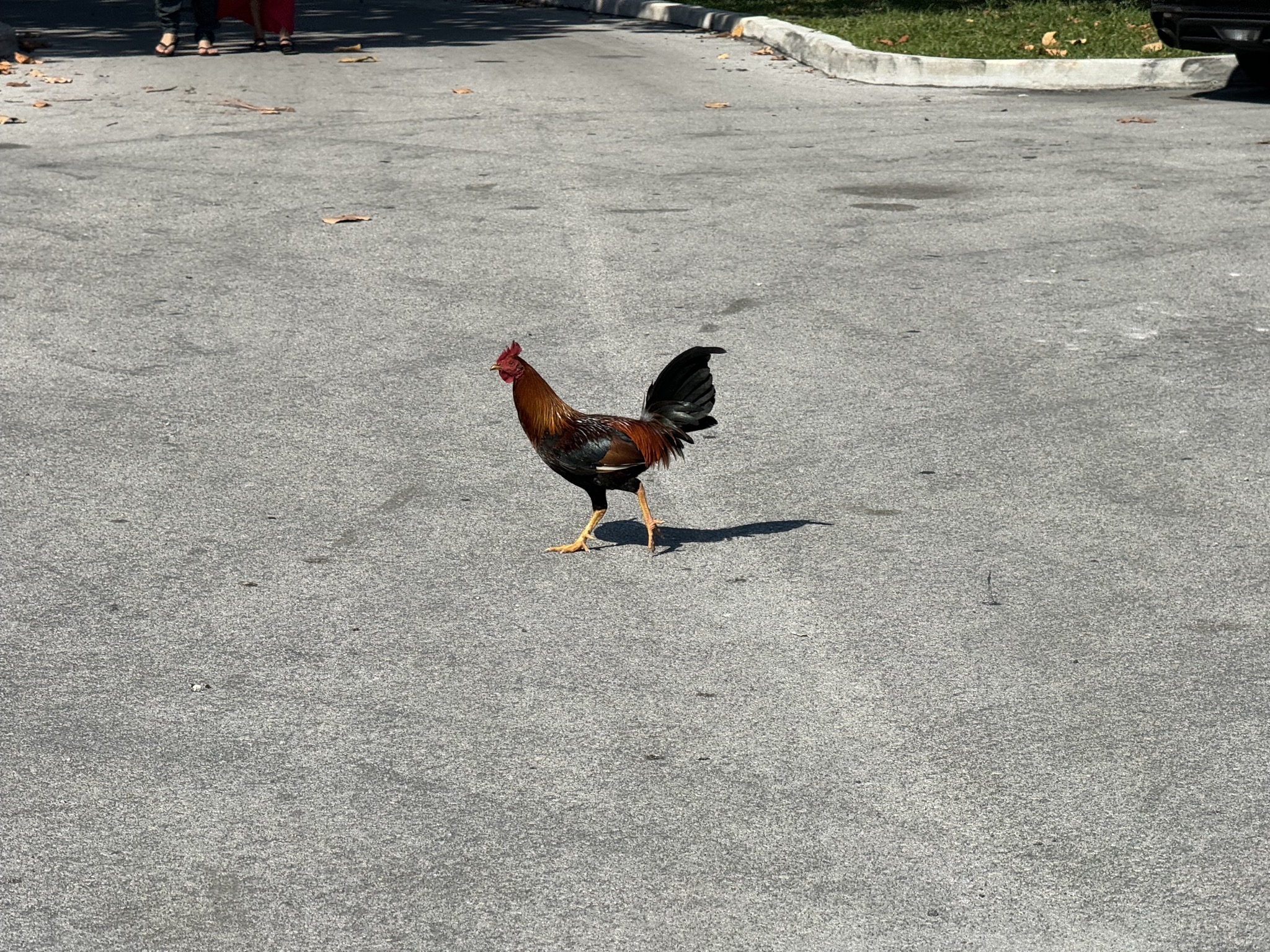Rooster