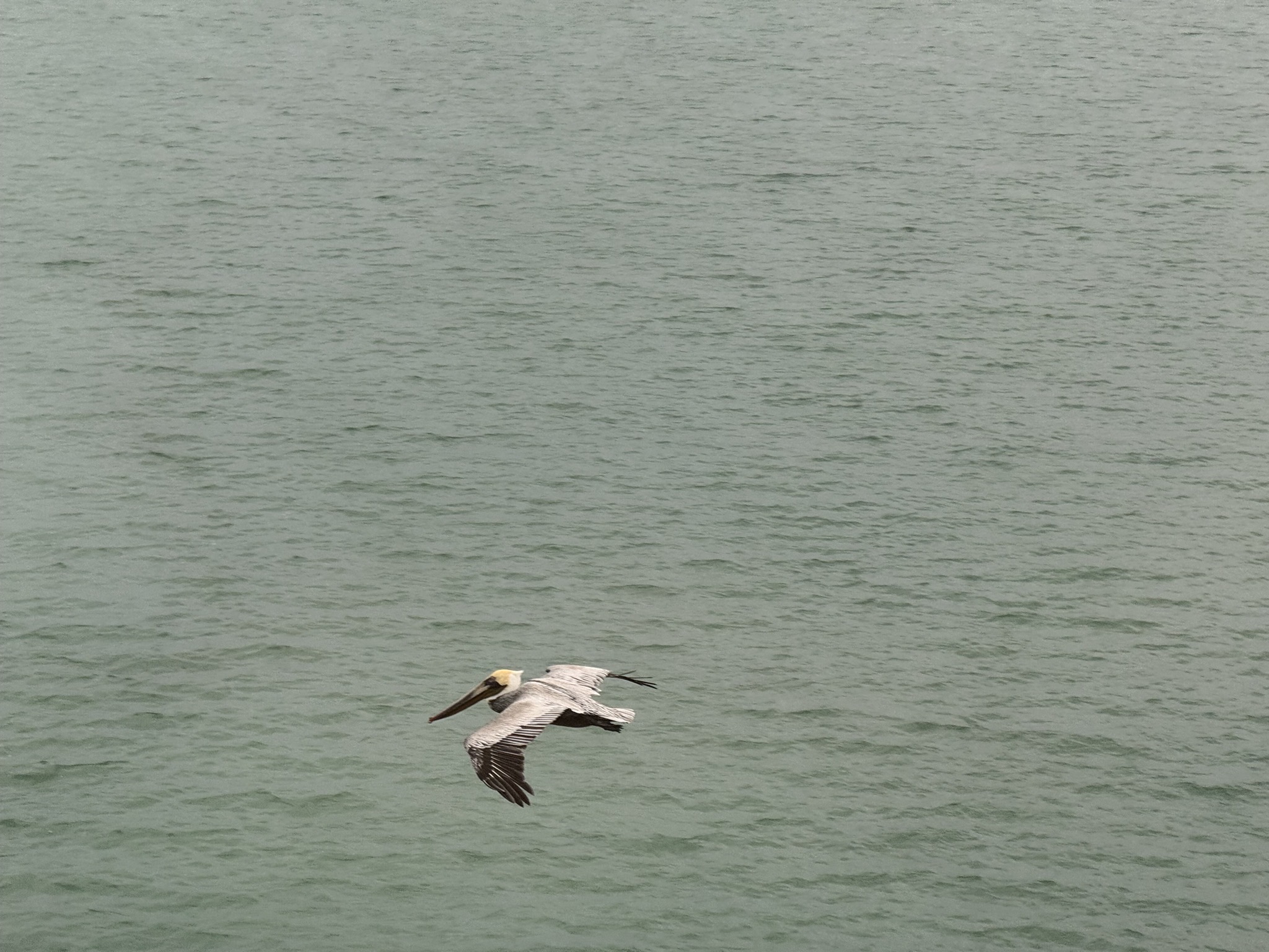 Pelican