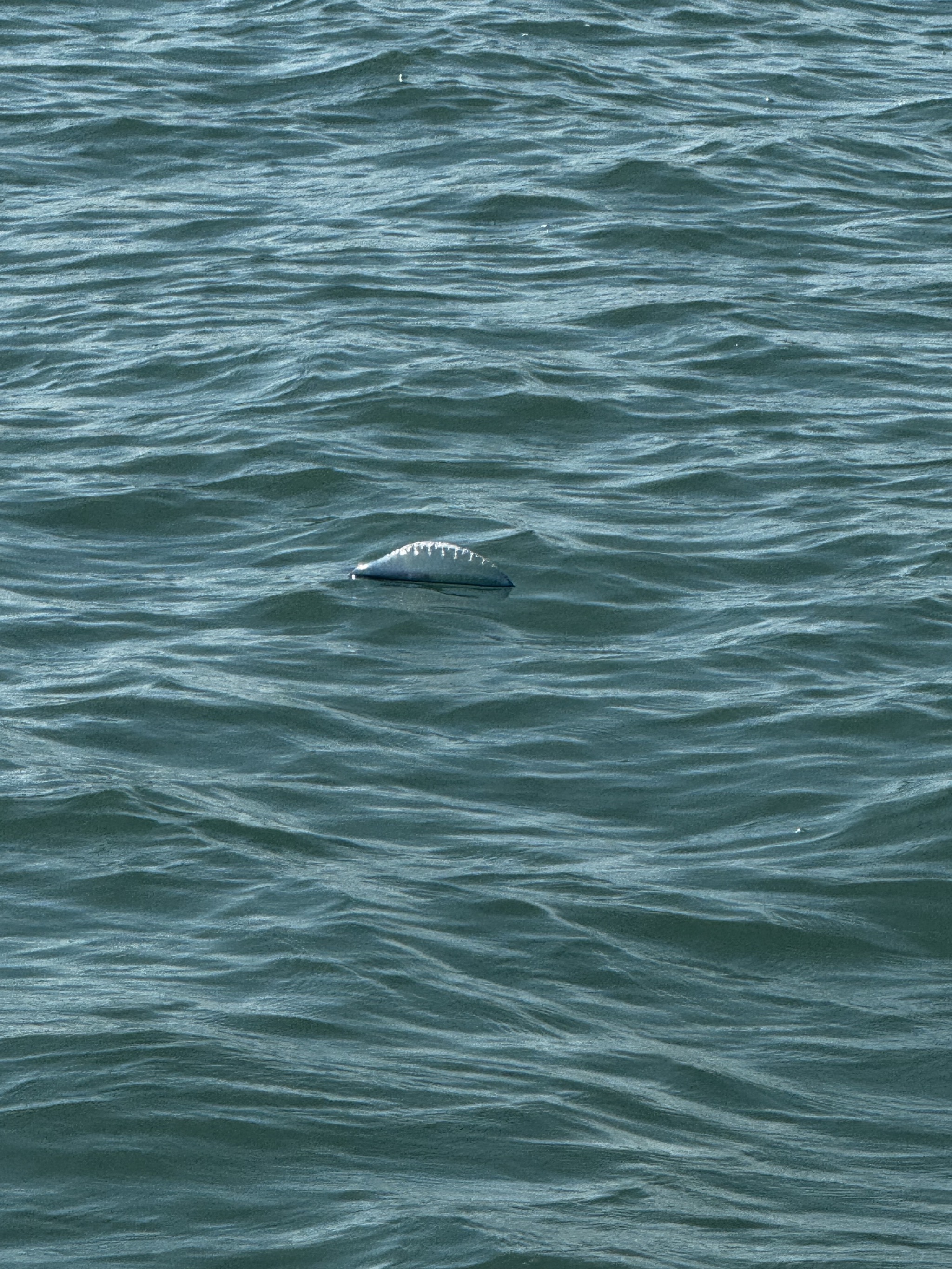 Portuguese Man of War jellyfish