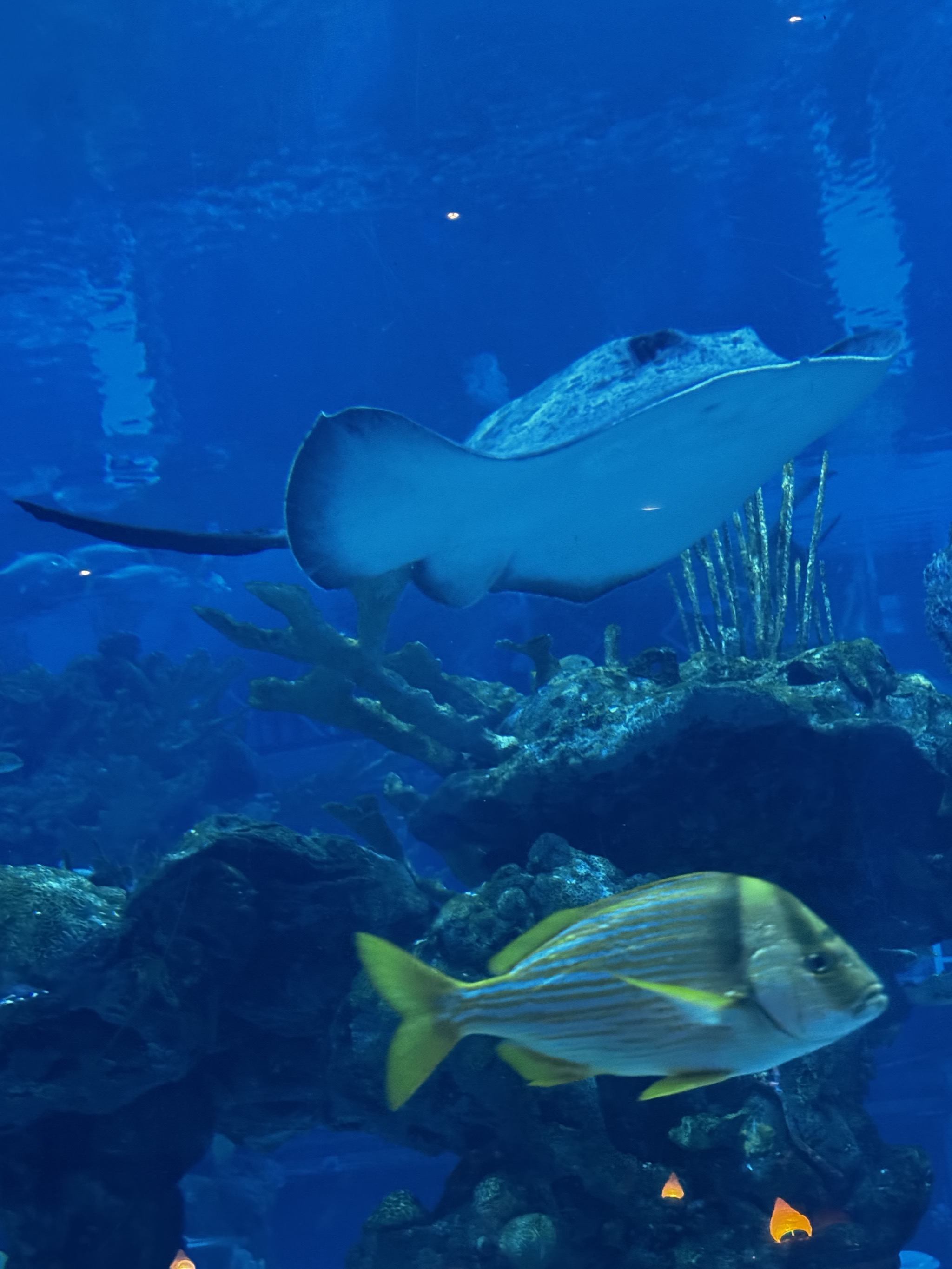 Coral Reef Restaurant
