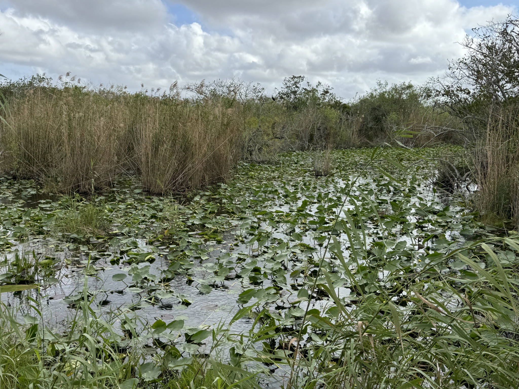 Water lillies