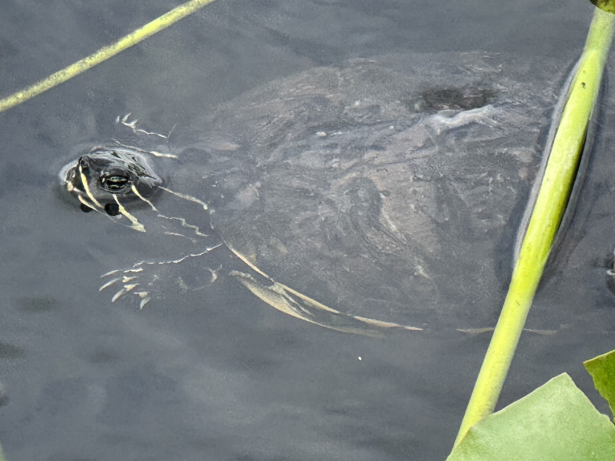 Turtle