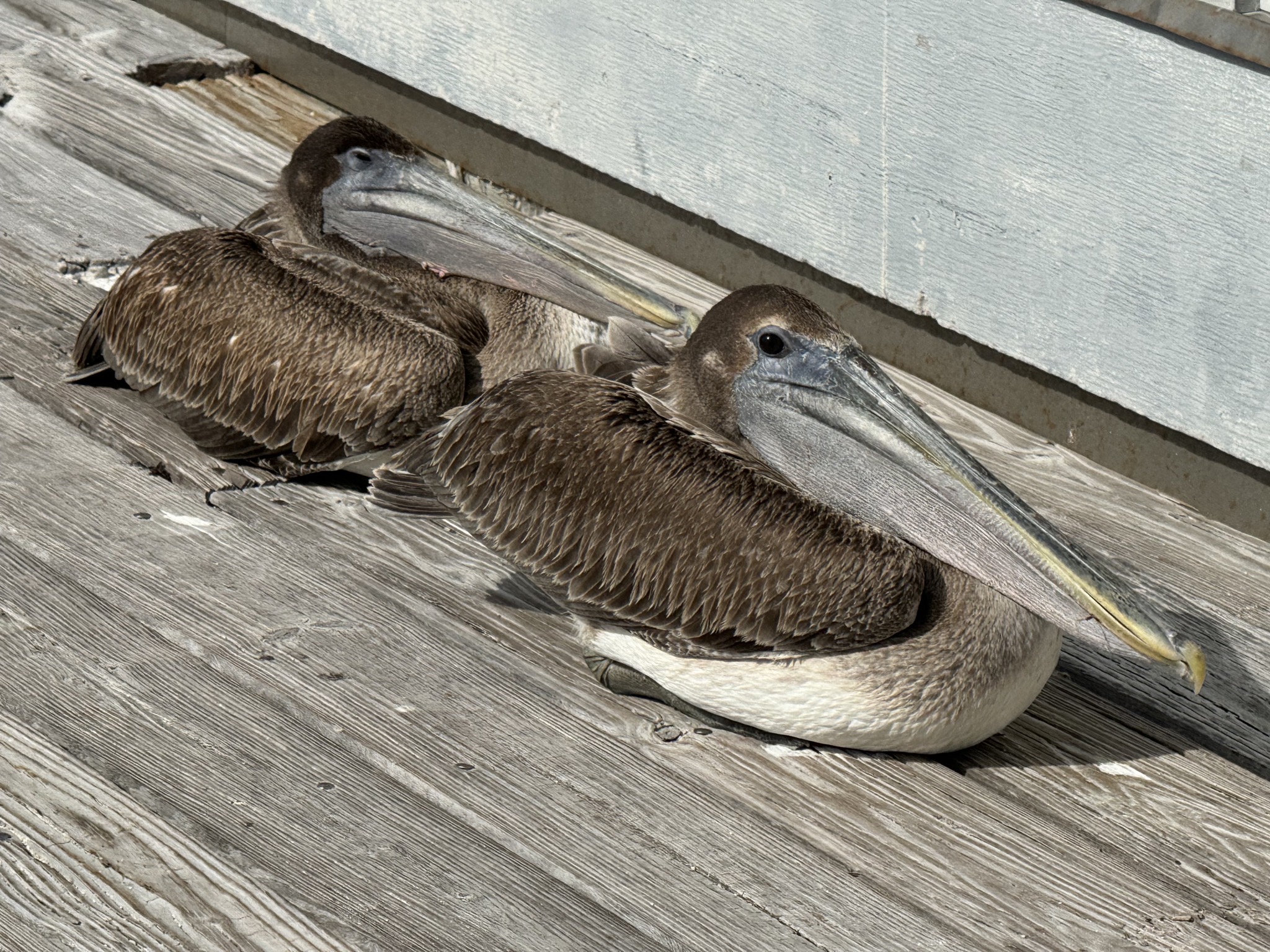 Pelicans