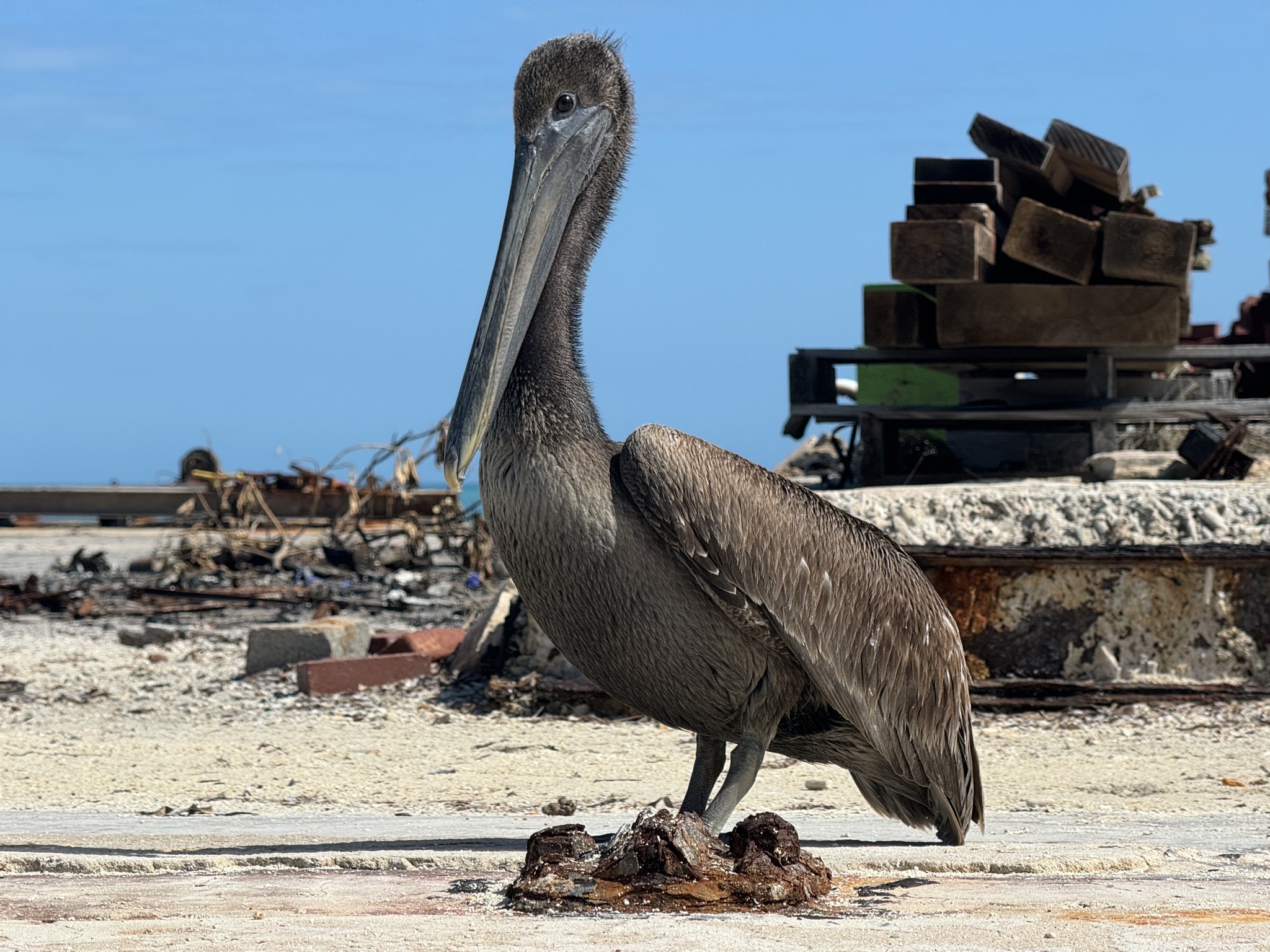 Pelican