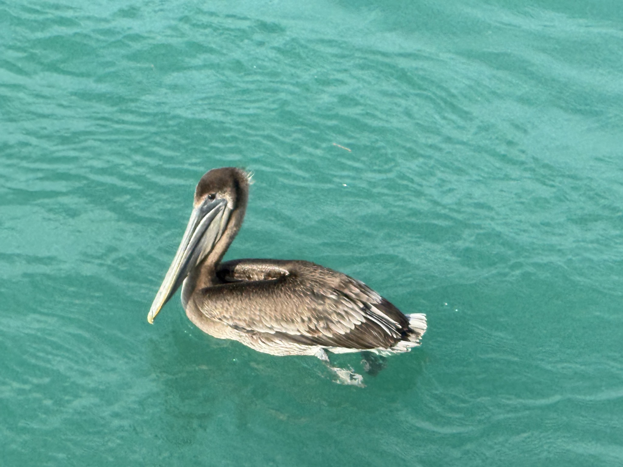 Pelican