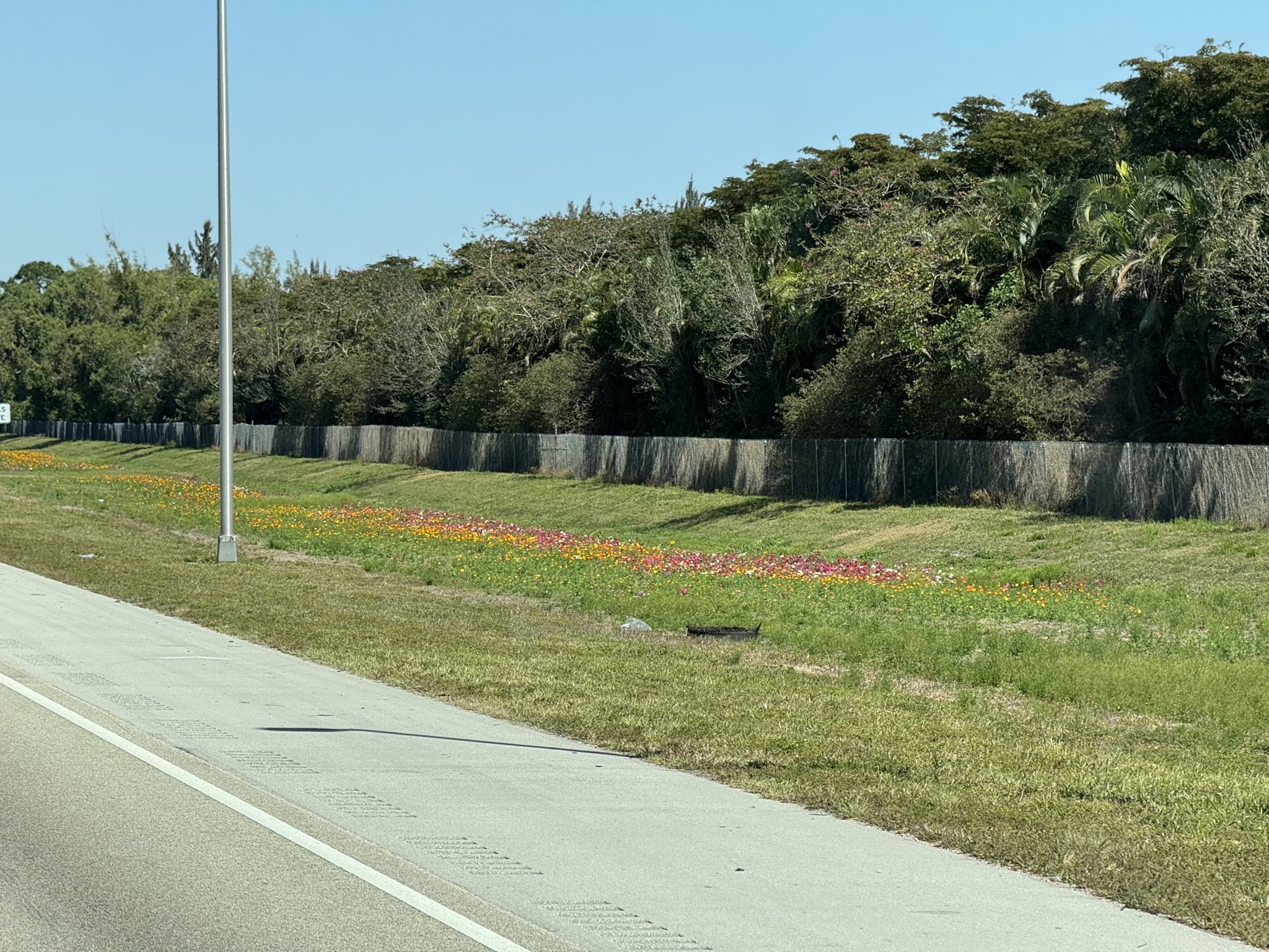 Wildflowers