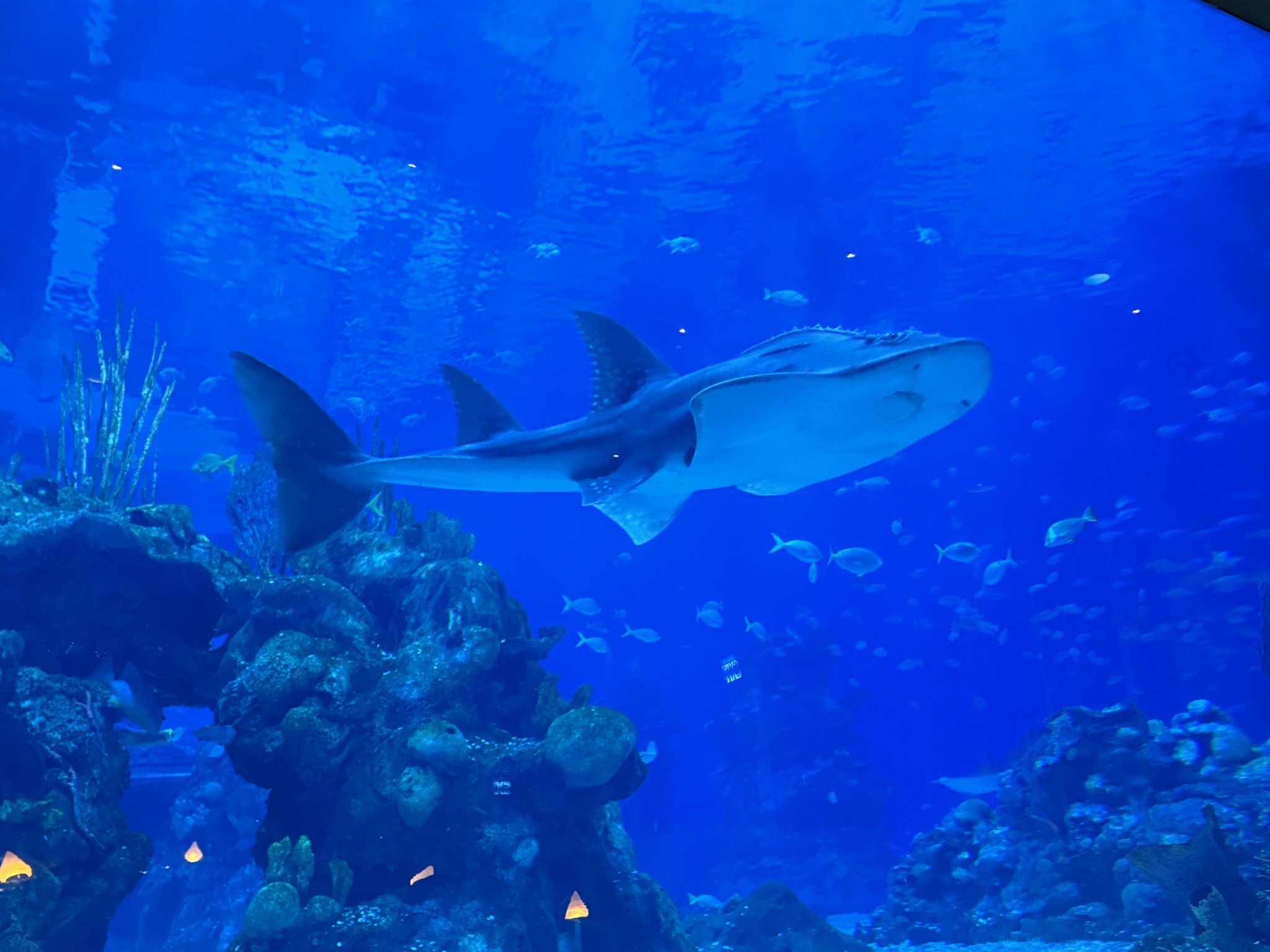 Coral Reef Restaurant