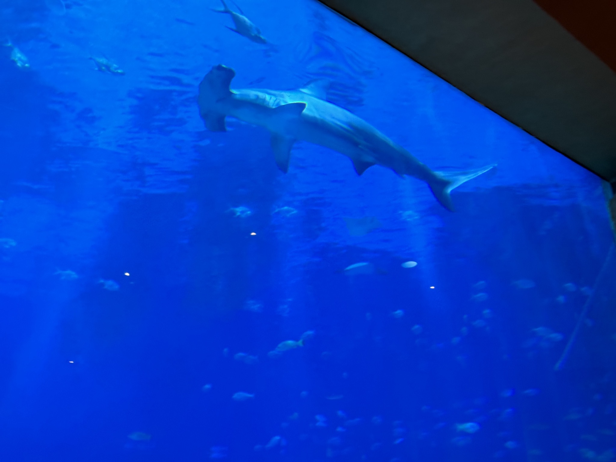 Coral Reef Restaurant